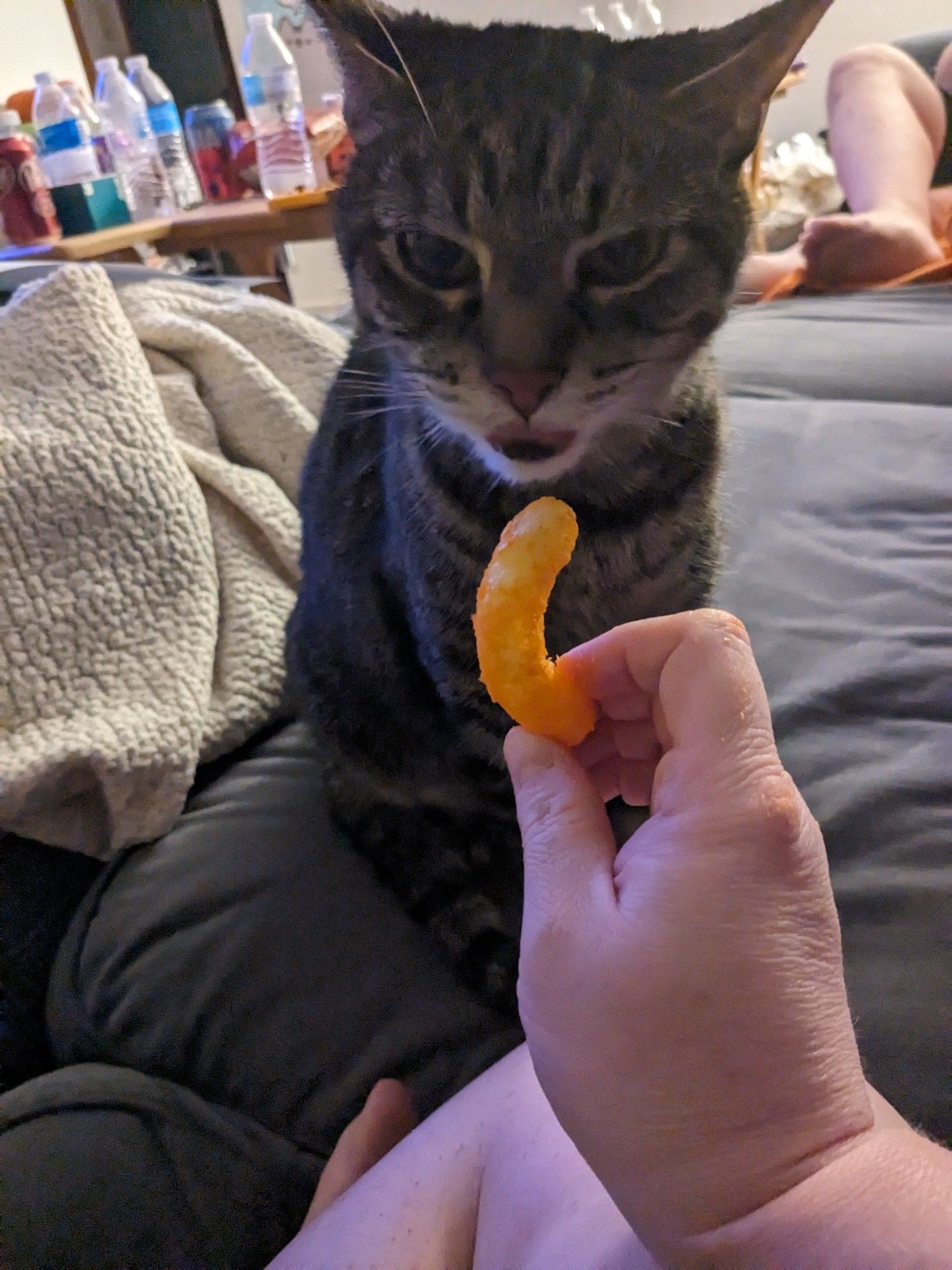 A grey tabby trying to eat a cheese curl.