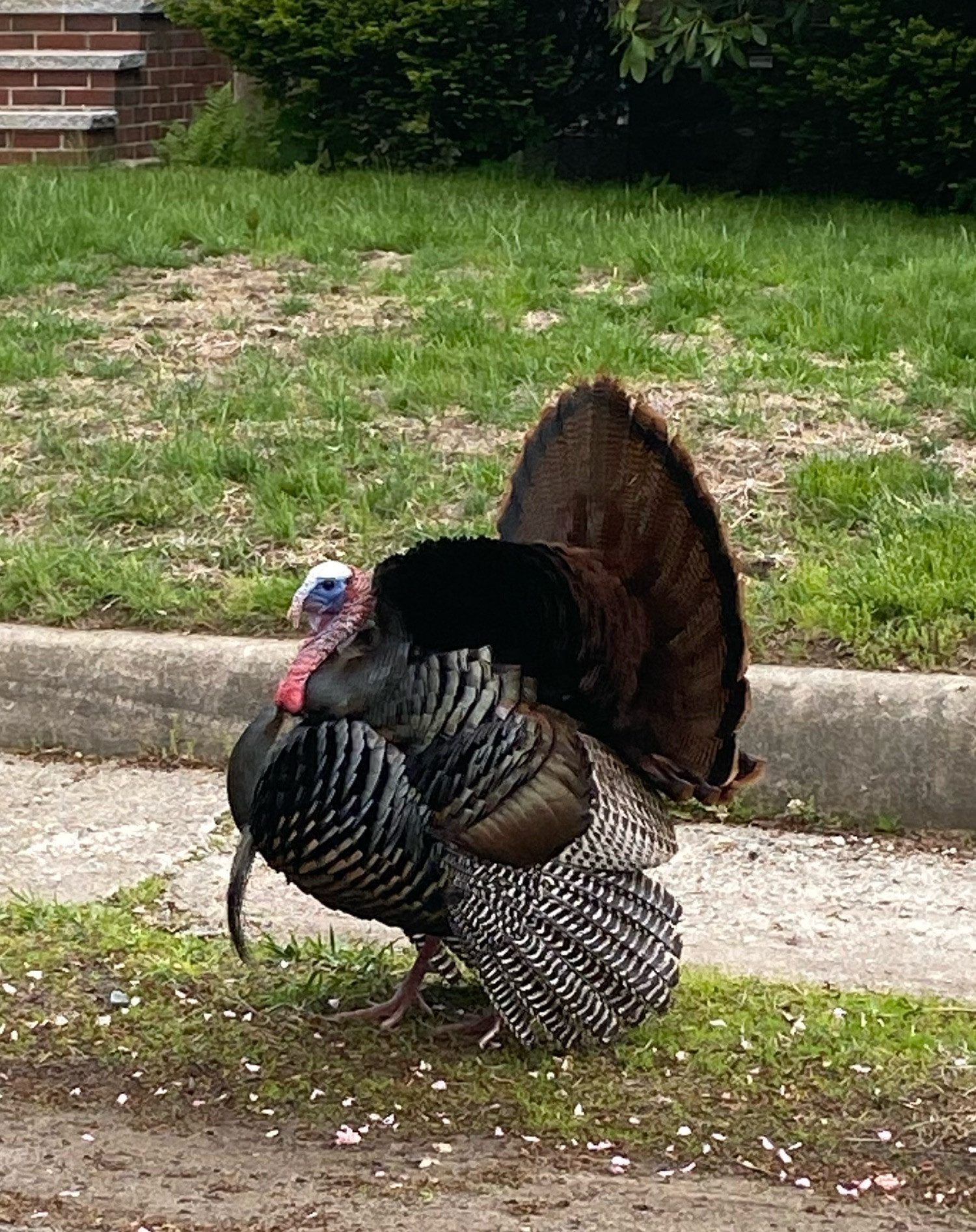 Wild urban turkey making itself puffy to remind you it’s none of your business