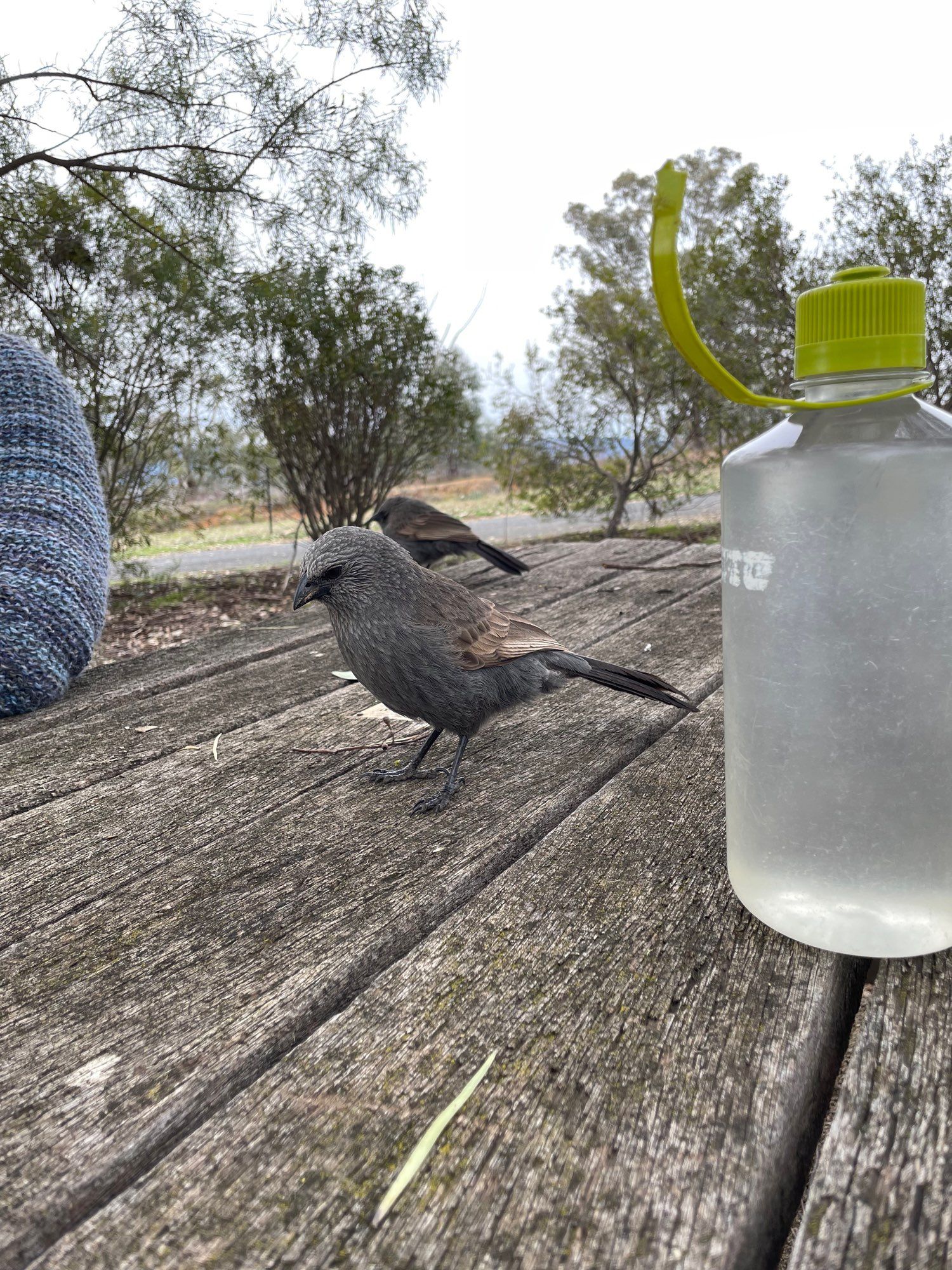 Photo of a medium-sized grey bird with standing on a wooden table next to a 1 litre Nalgene water bottle. It has a chunky pointed beak and a longish tail.