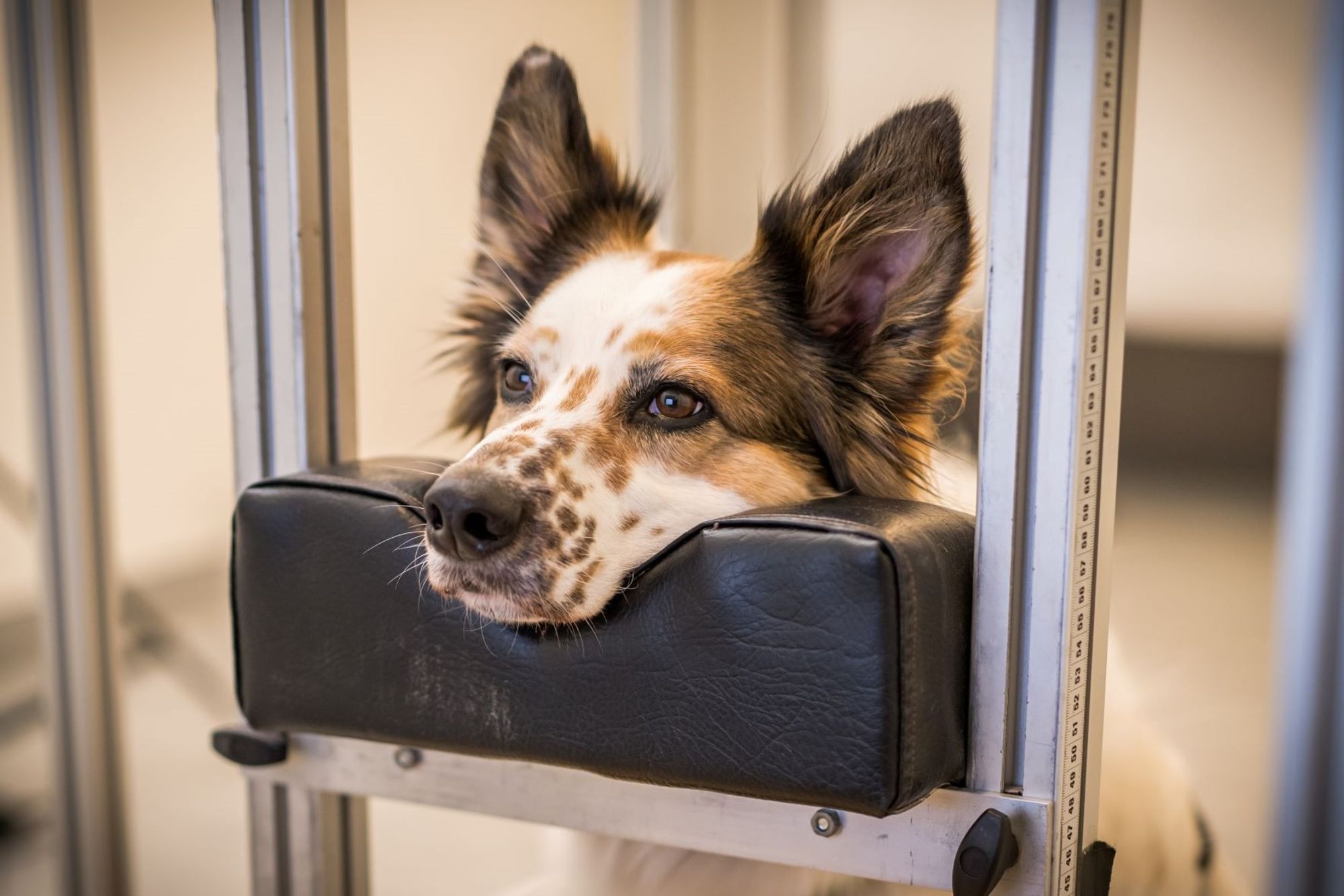 Dog on a chin rest in an eye-tracking study.