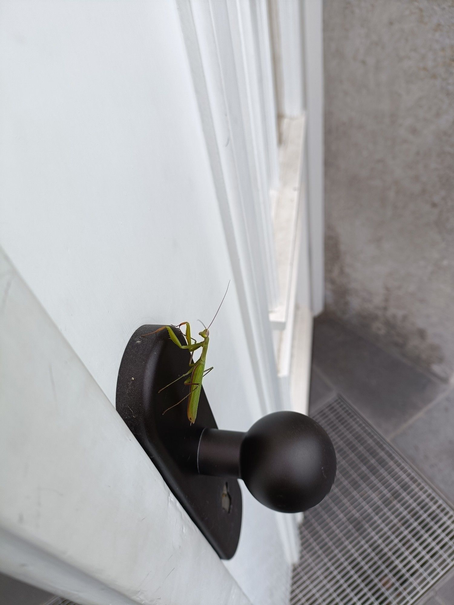 A green praying mantis sits on a black doorknob of a white door.