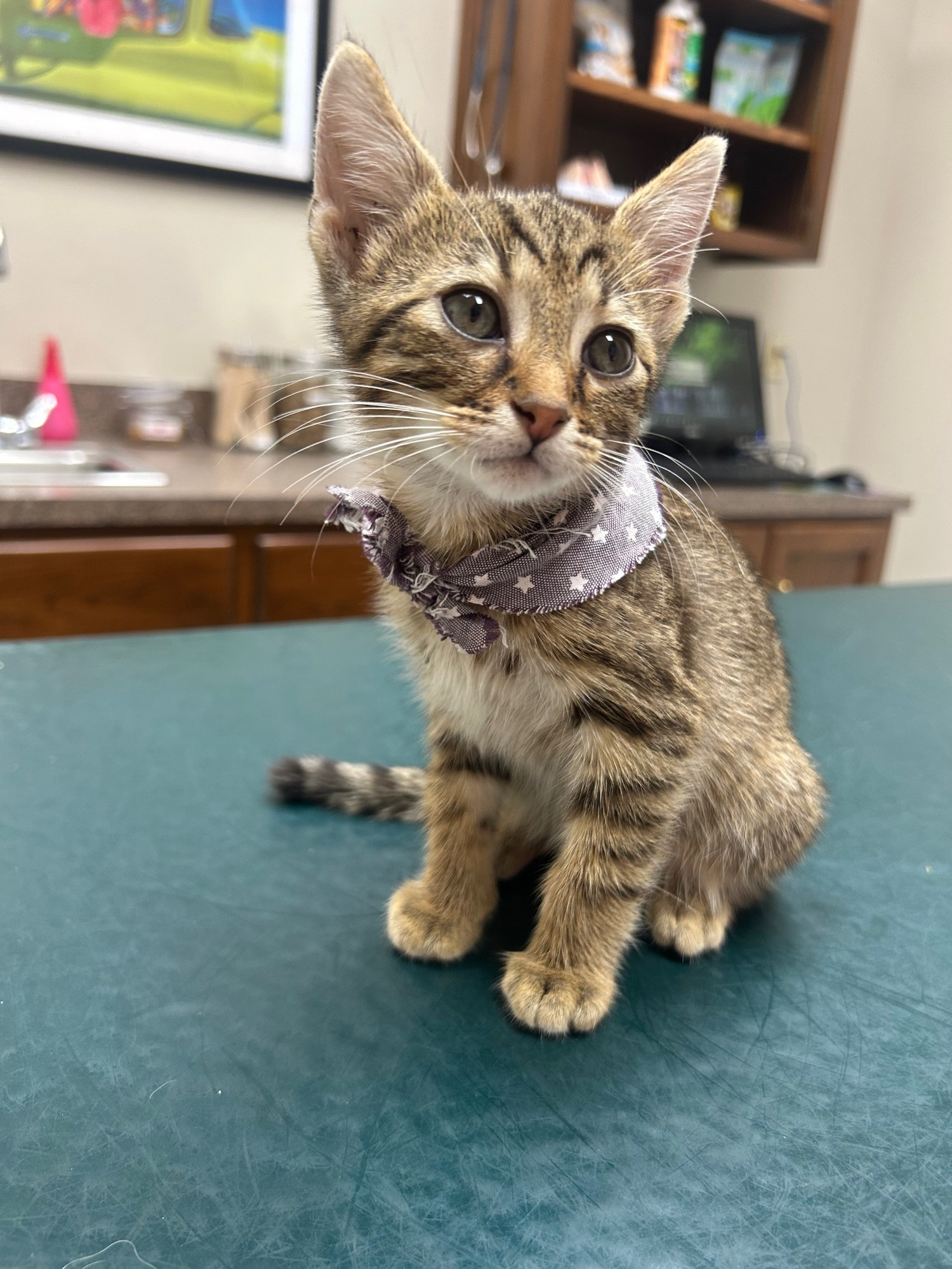 A picture of a 10 week year old brown tabby kitten named Yuji visiting a vet for check ups