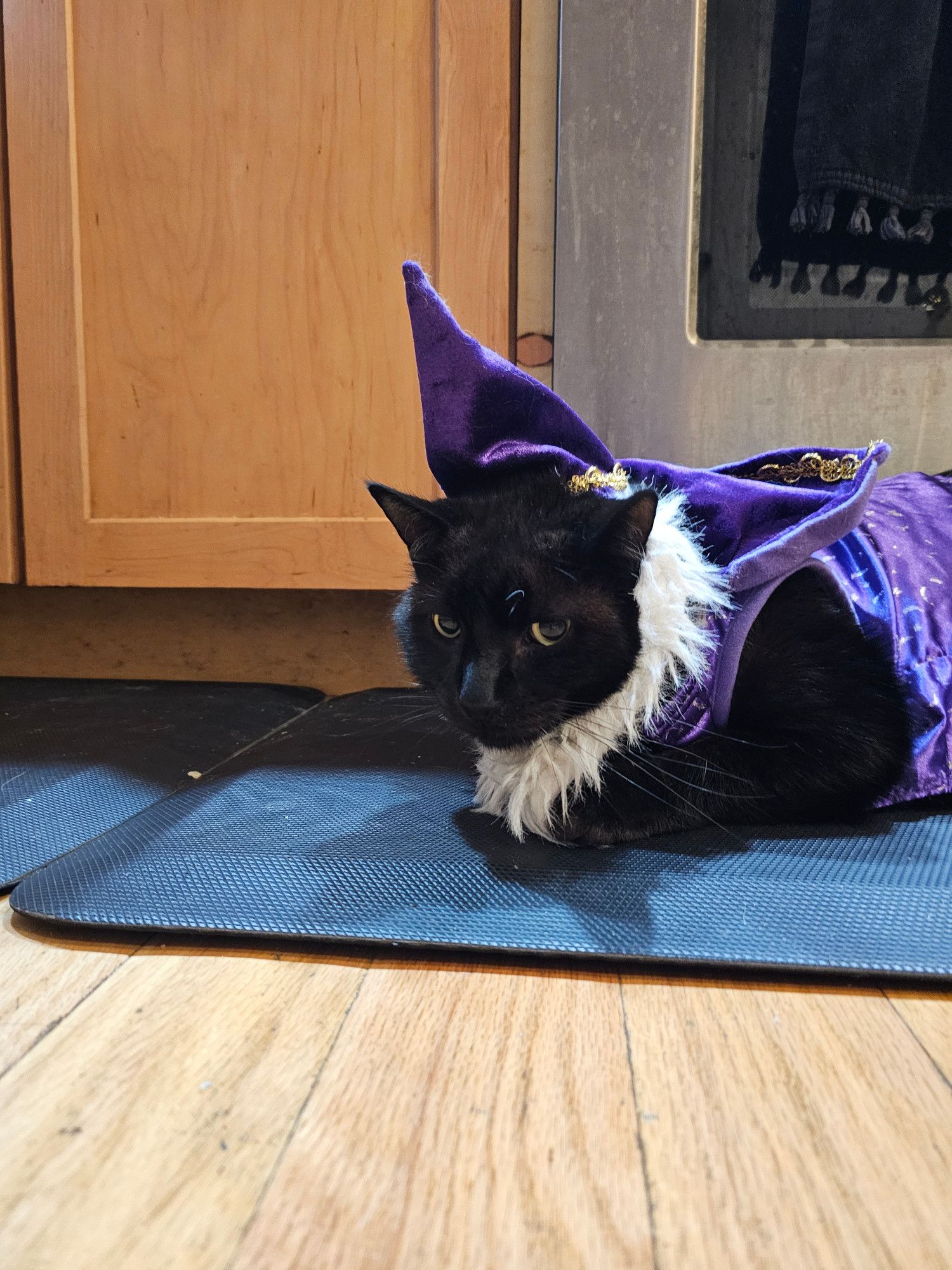 All black voidcat with green eyes, wearing a purple cape and pointed wizard hat with a fuzzy white beard, blinking back at the camera in a bit of a haze