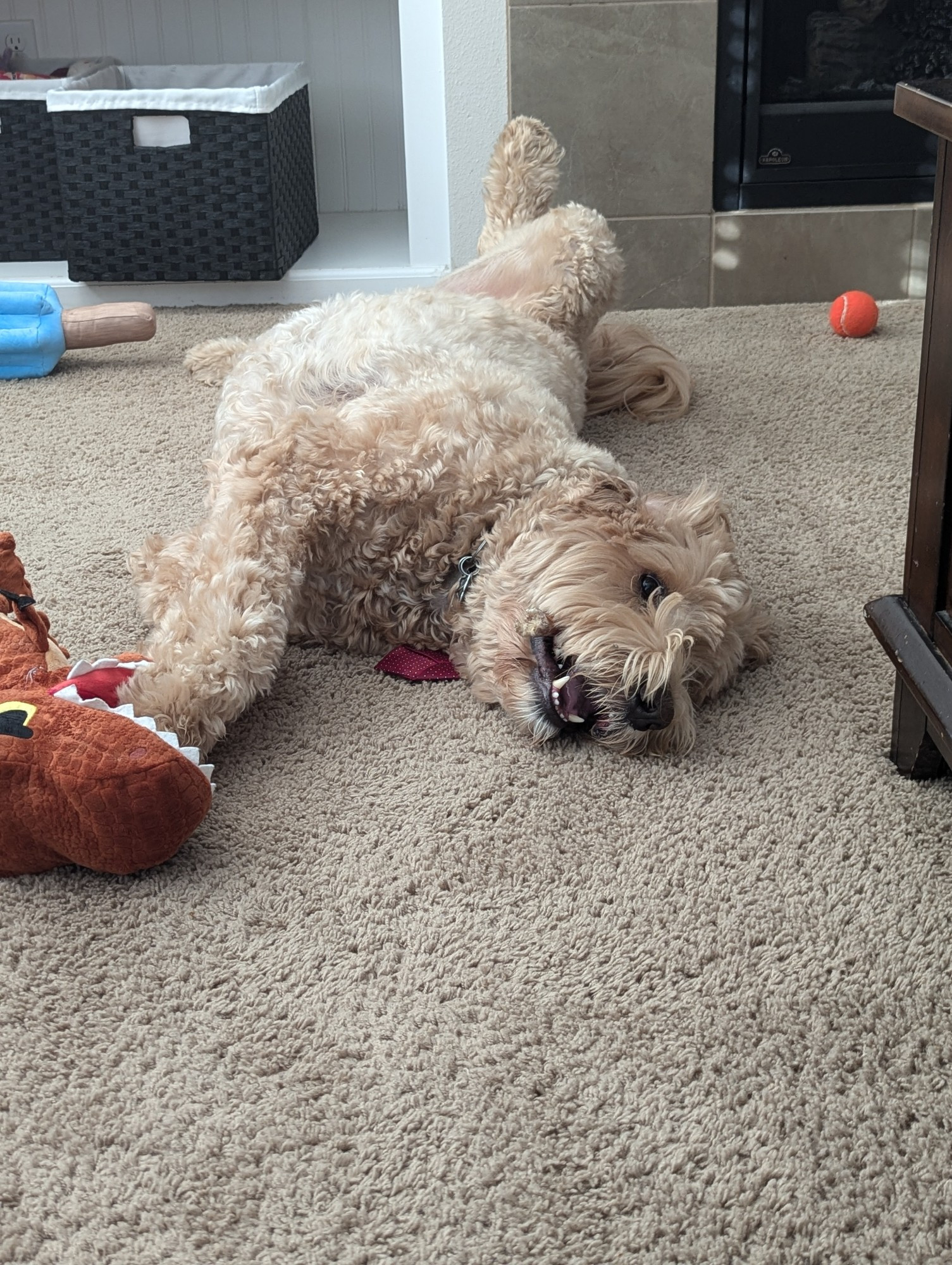 A Labradoodle laying on the floor at impossible angles surrounded by toys.