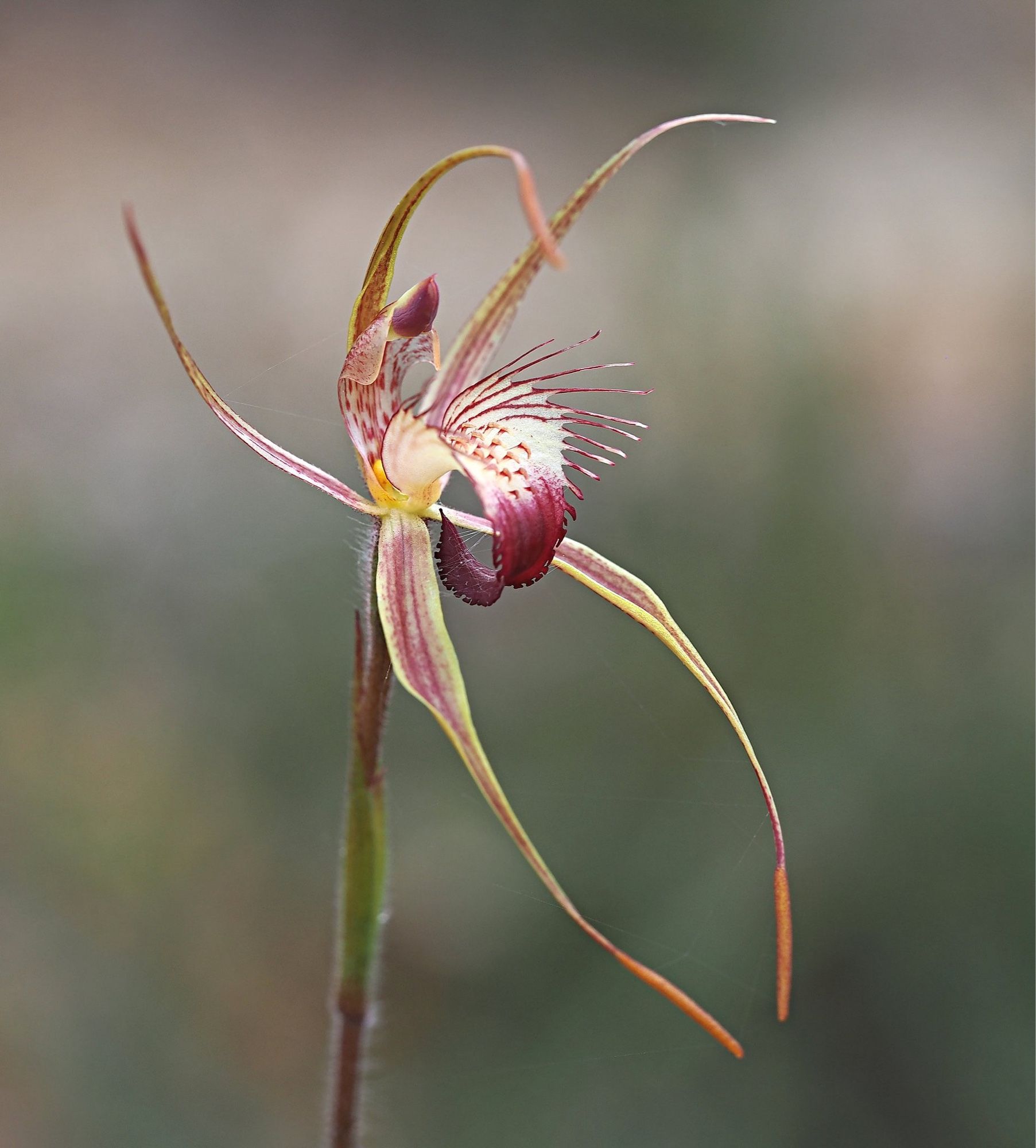 A spider orchid with rust red colour on its petals