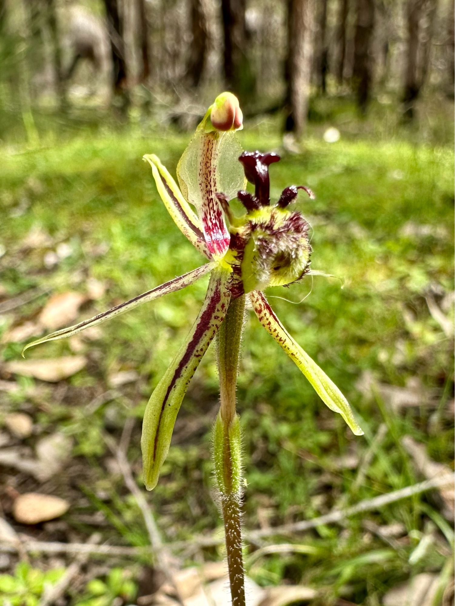 A green and red spider orchid in woodland clearing