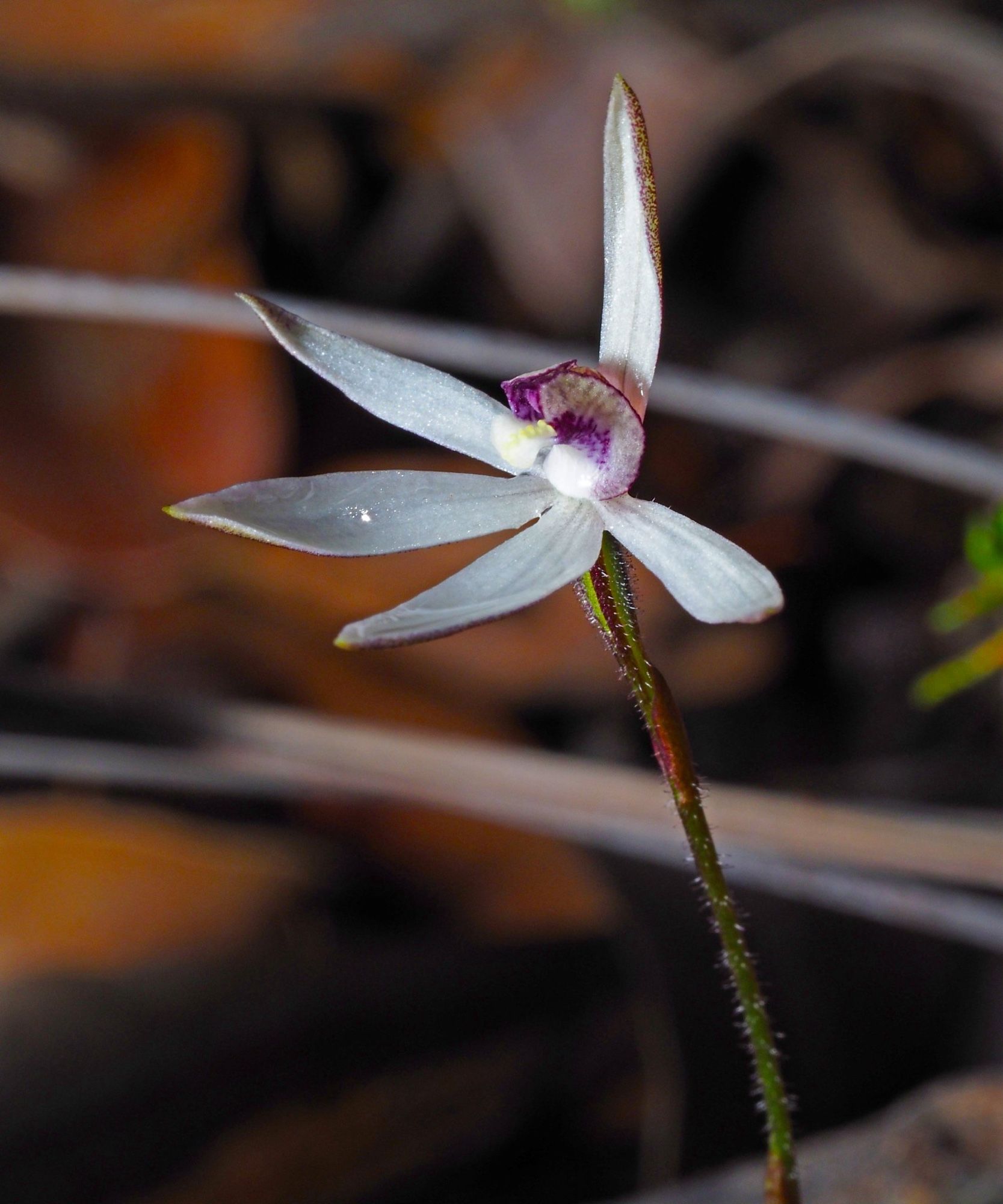 A small white orchid flower with shiny while petals and sepals