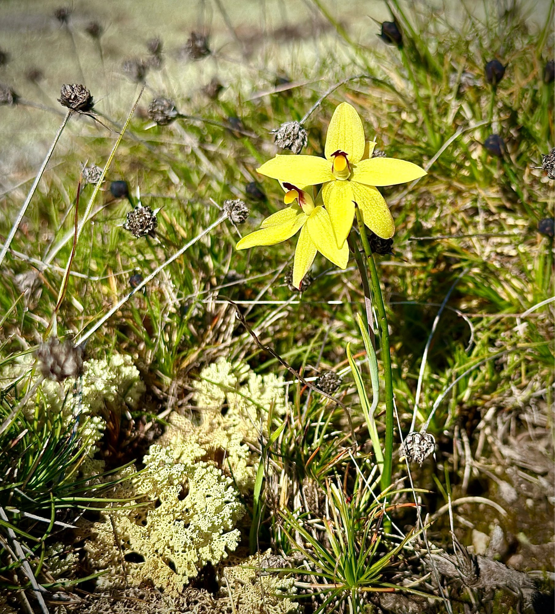 Two lemon yellow flowers growing next to a lichen that looks like coral