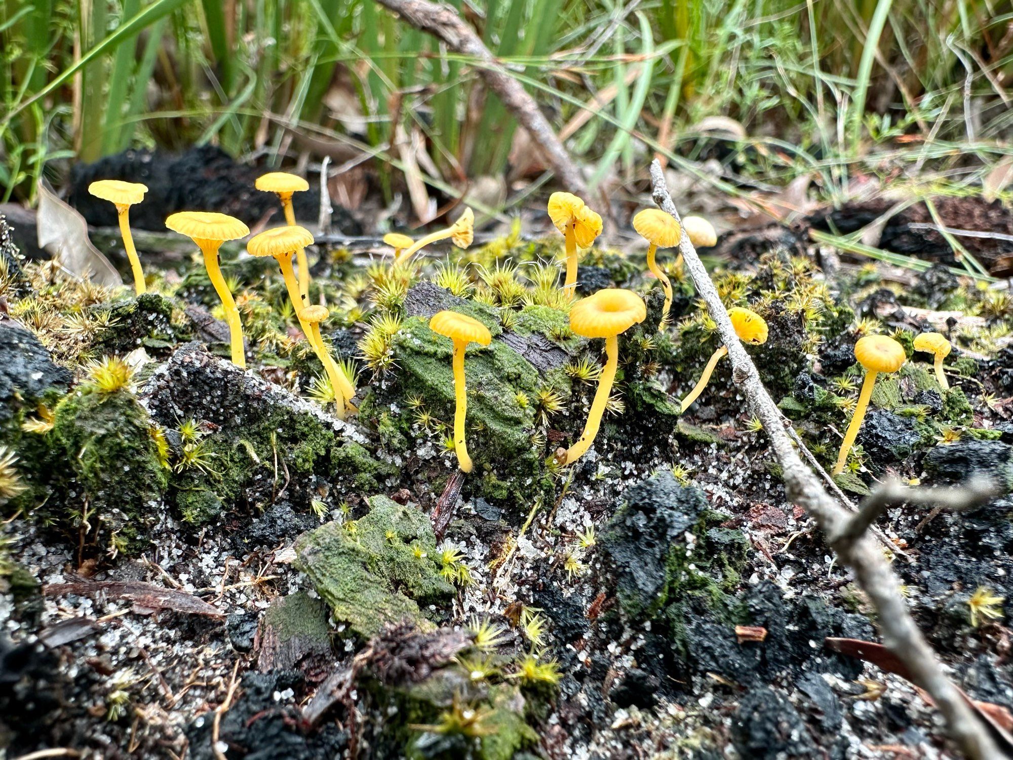 Group of small yellow fungi growing in a moss covered log