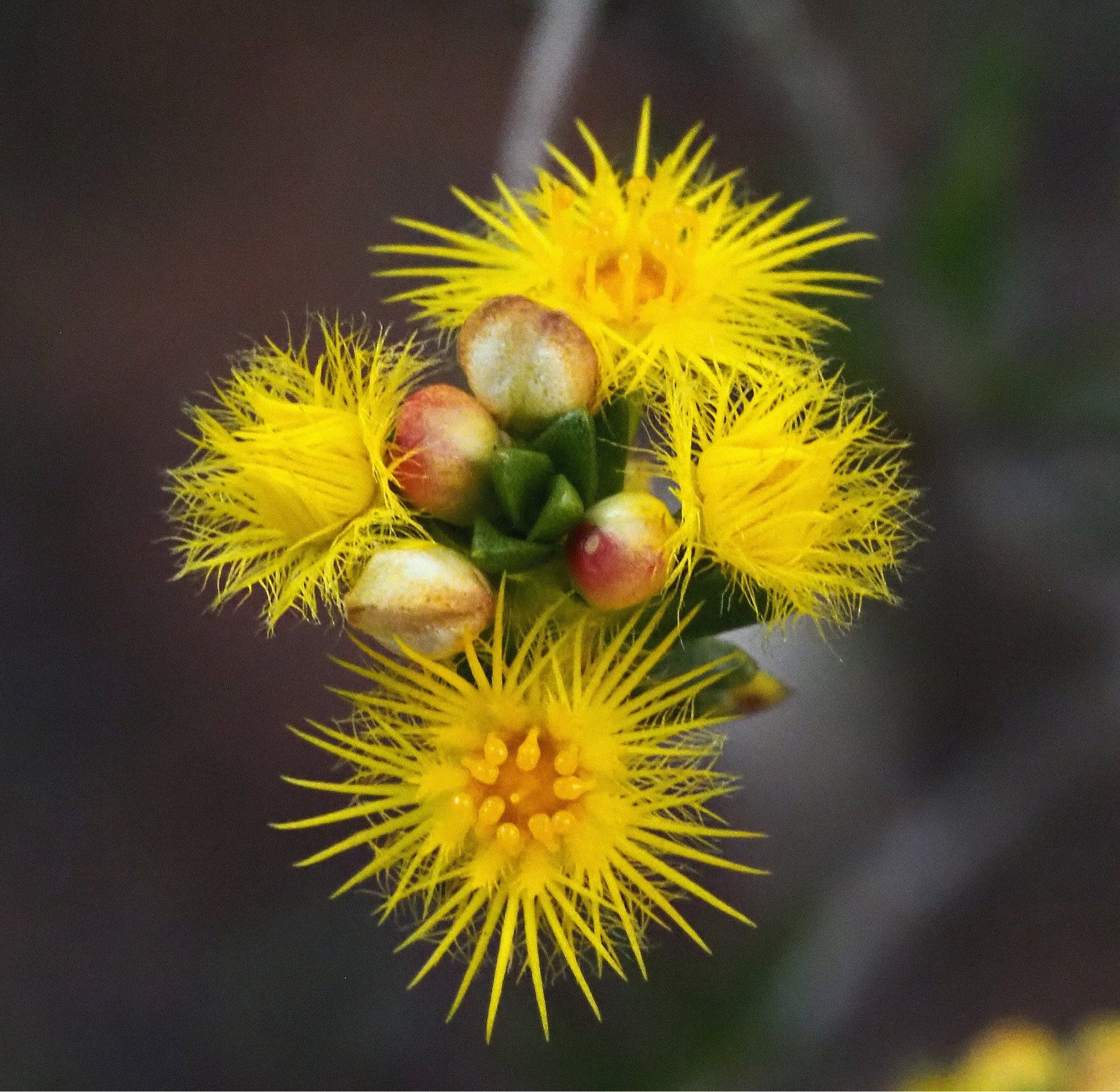 A cluster of yellow feathery looking flowers