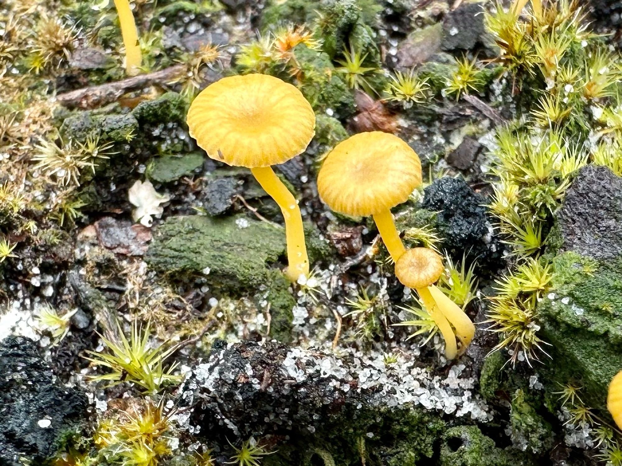 Three small yellow fungi on a moss covered log