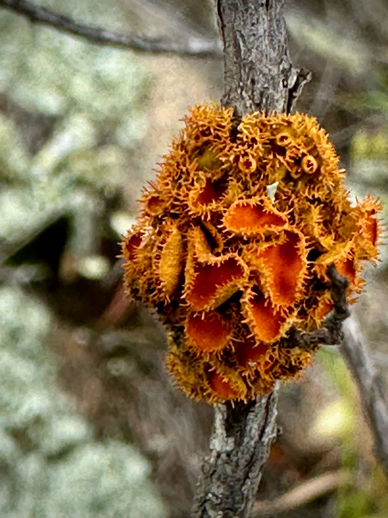 An orange coloured lichen wrapped around a branch