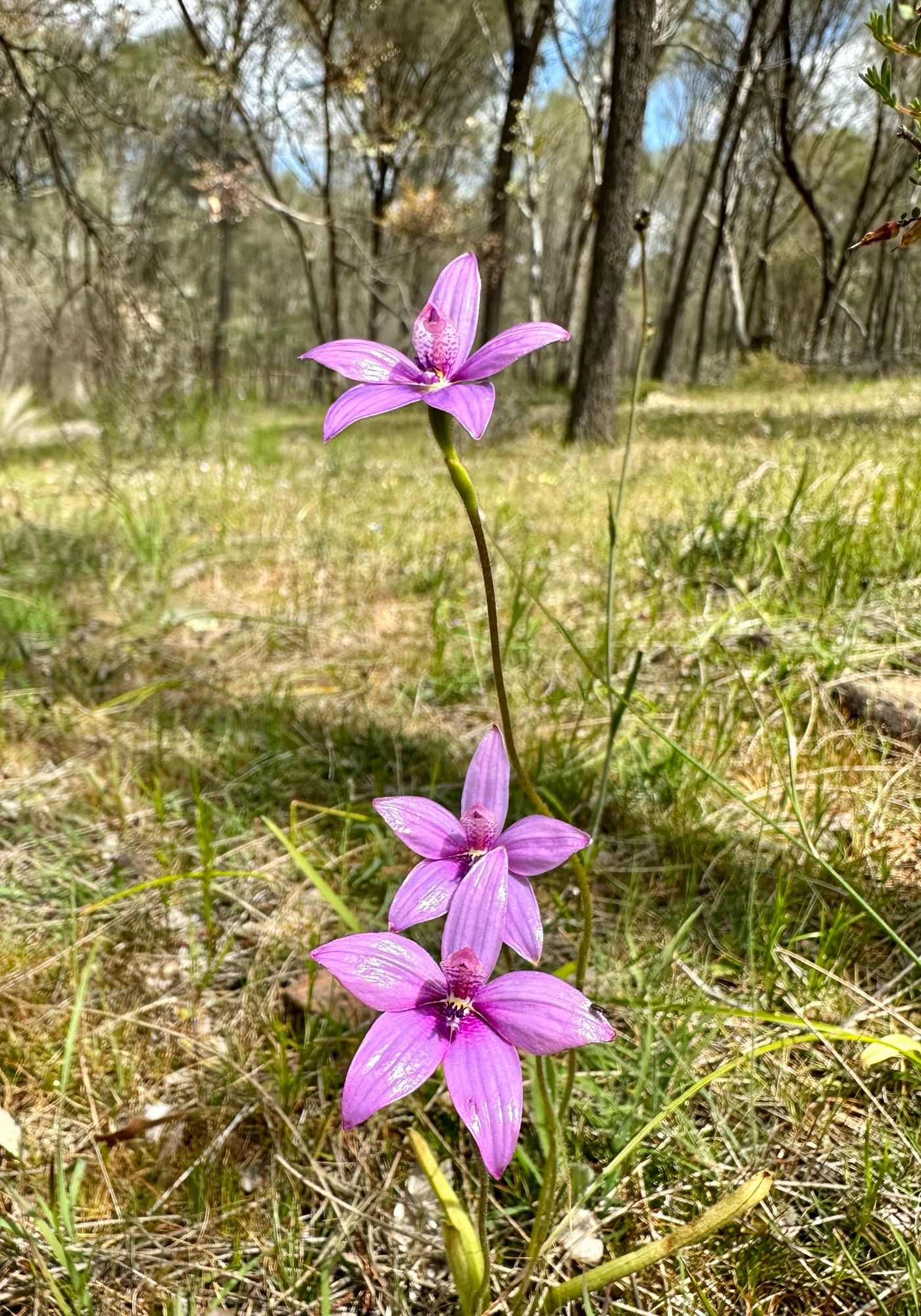 Three highly shiny pink orchid flowers against a background of grass with trees in the distance