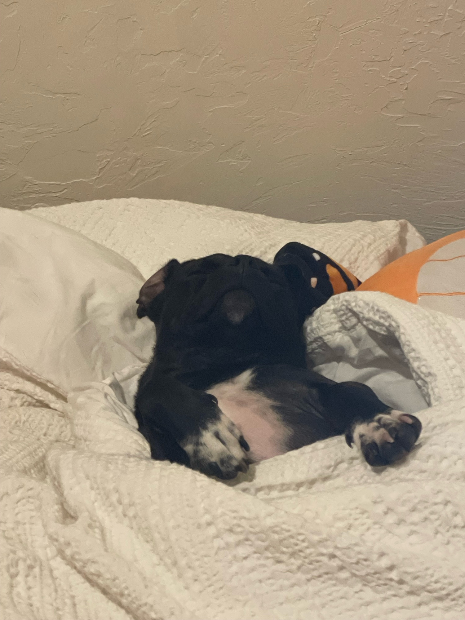 A tuxedo pug tucked into bed on his back