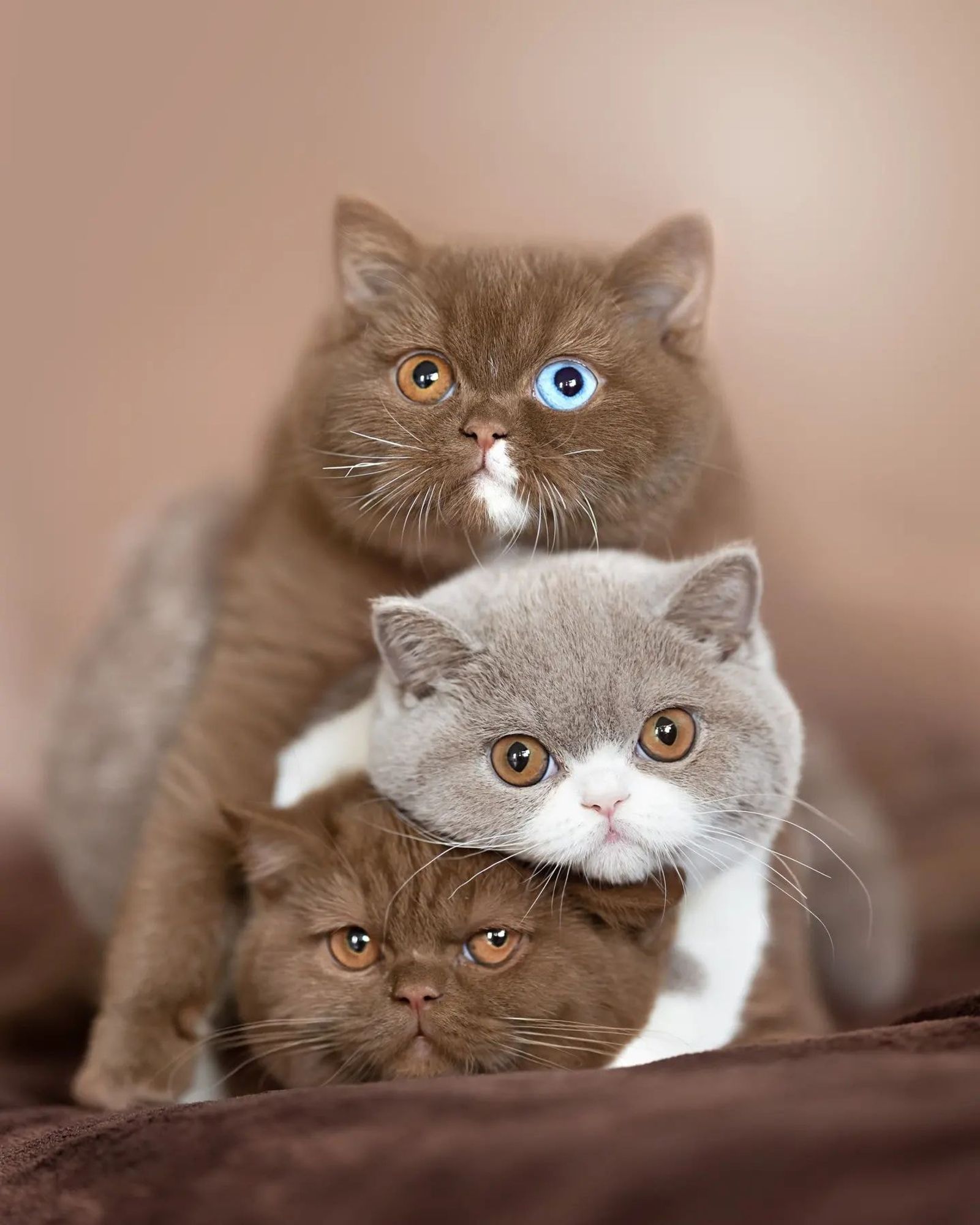 Super cute family cat