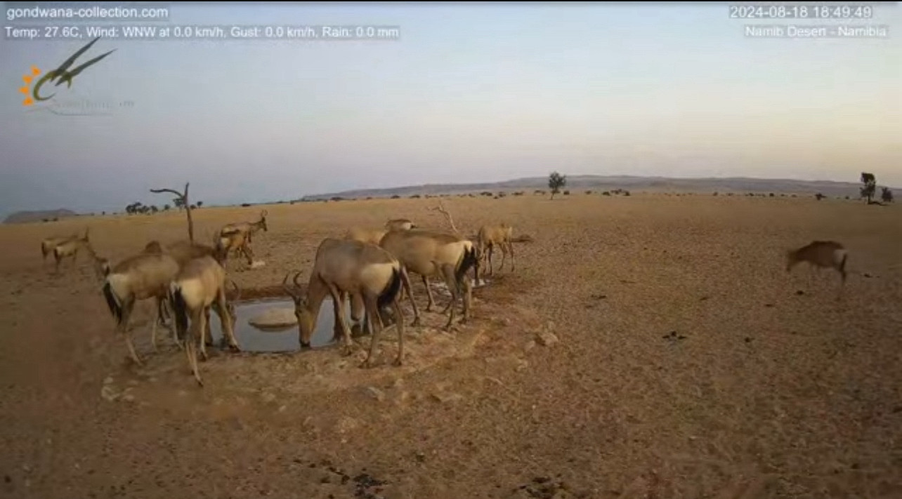 Gazelle’s congregating at a watering hole drinking water.