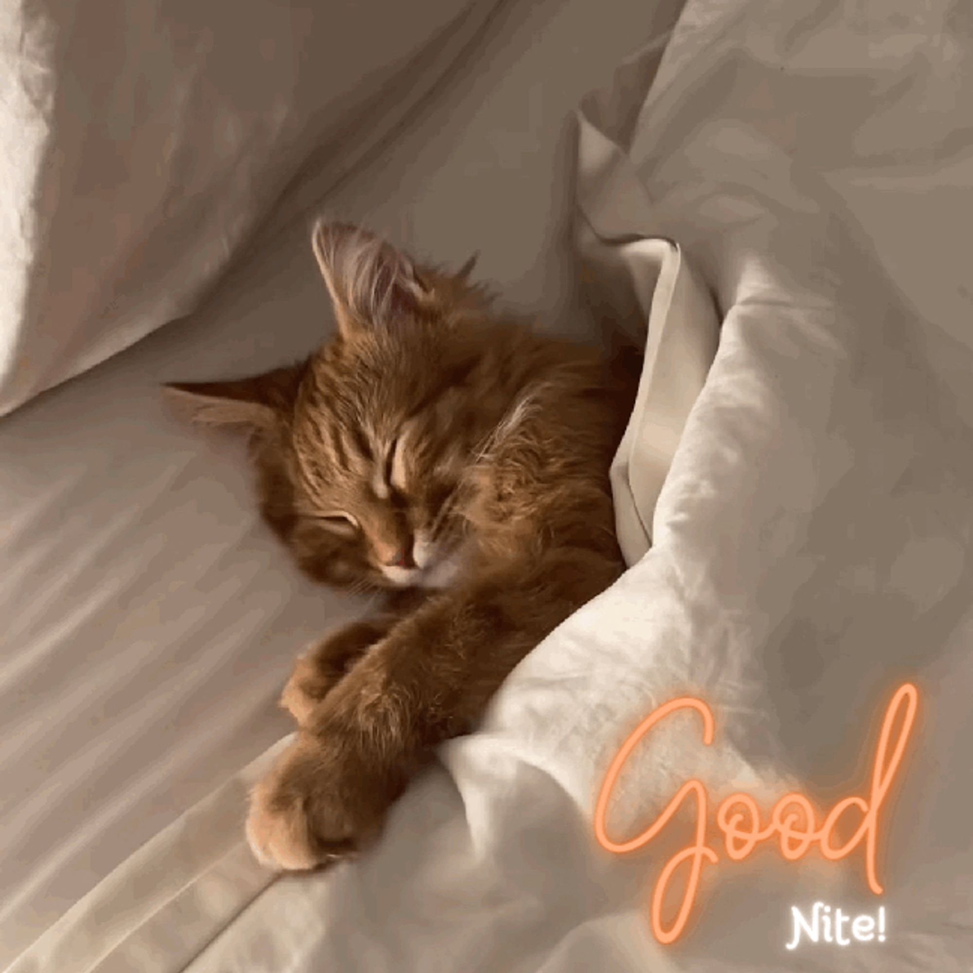 Gif of a sleepy cat wrapped in a blanket.  