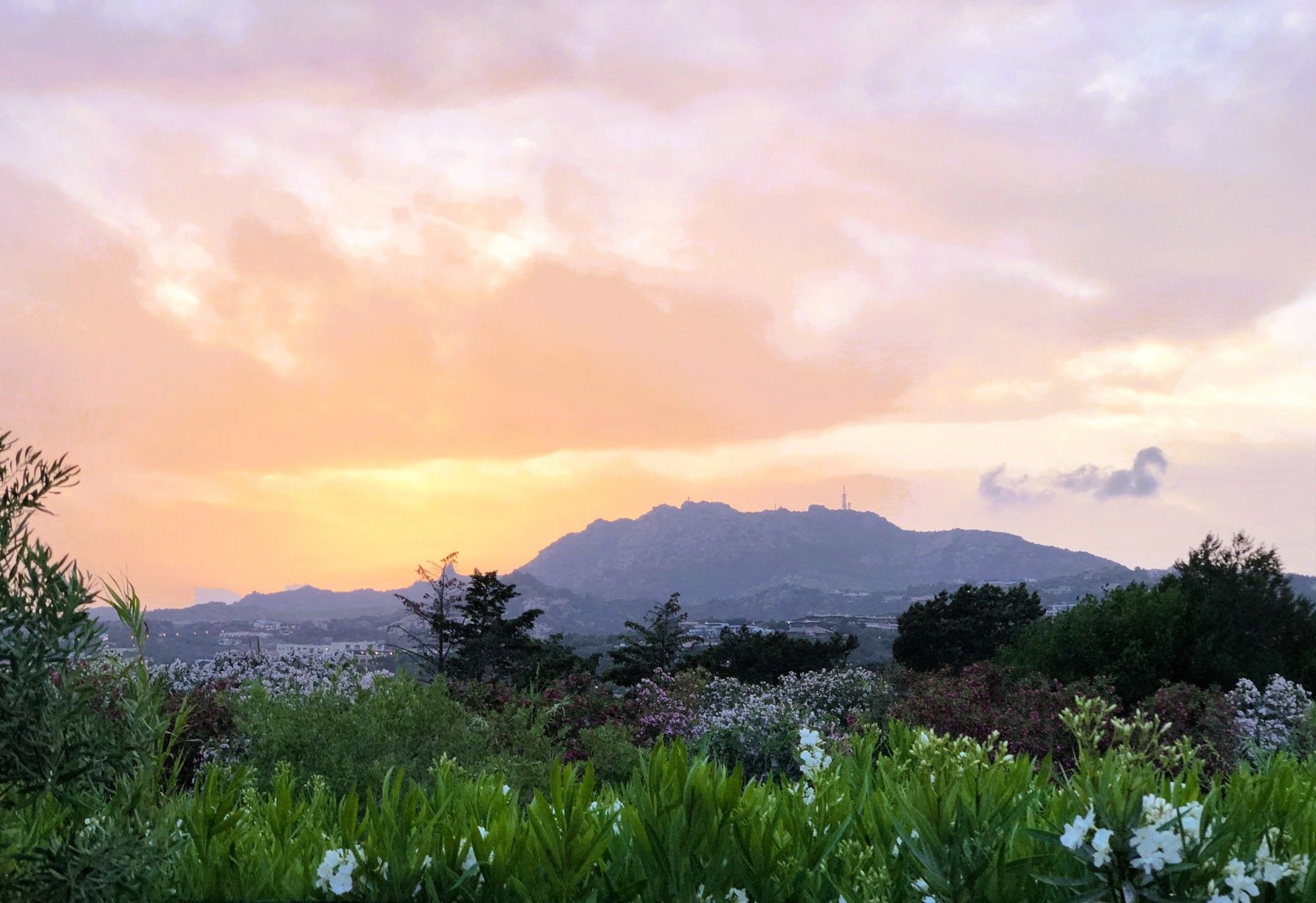 A peach coloured sky over distant silhouetted hills with greenery and white flora in the foreground.