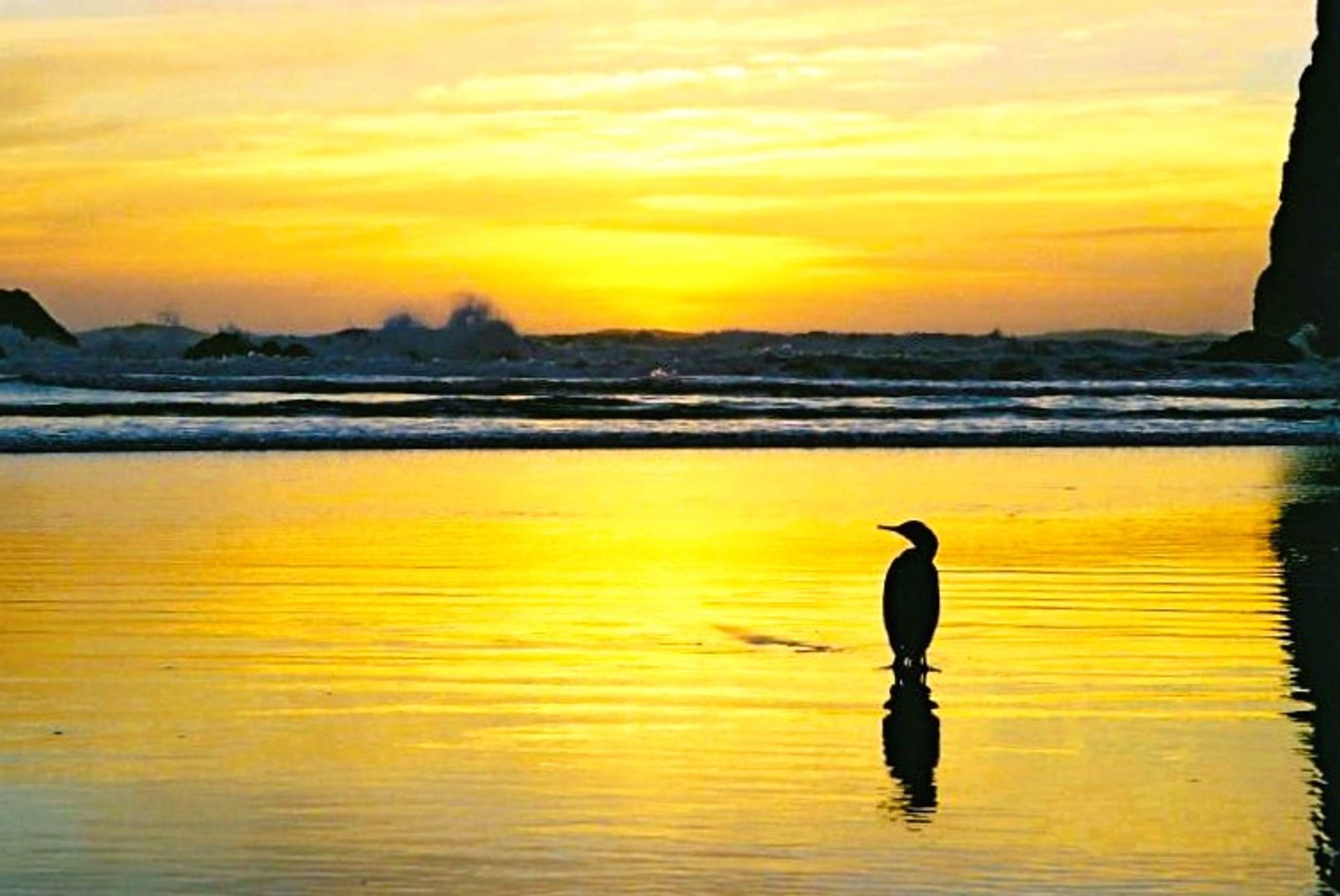 A beautiful sunset with a yellow gold sky separated right across the middle by silhouetted waves as the tide recedes for the yellow sky to be completely reflected in the wet sand left behind. A silhouette of a bird standing with its head turned to the left appears to be enjoying the beauty. A partial view of haystack rock is to the right.