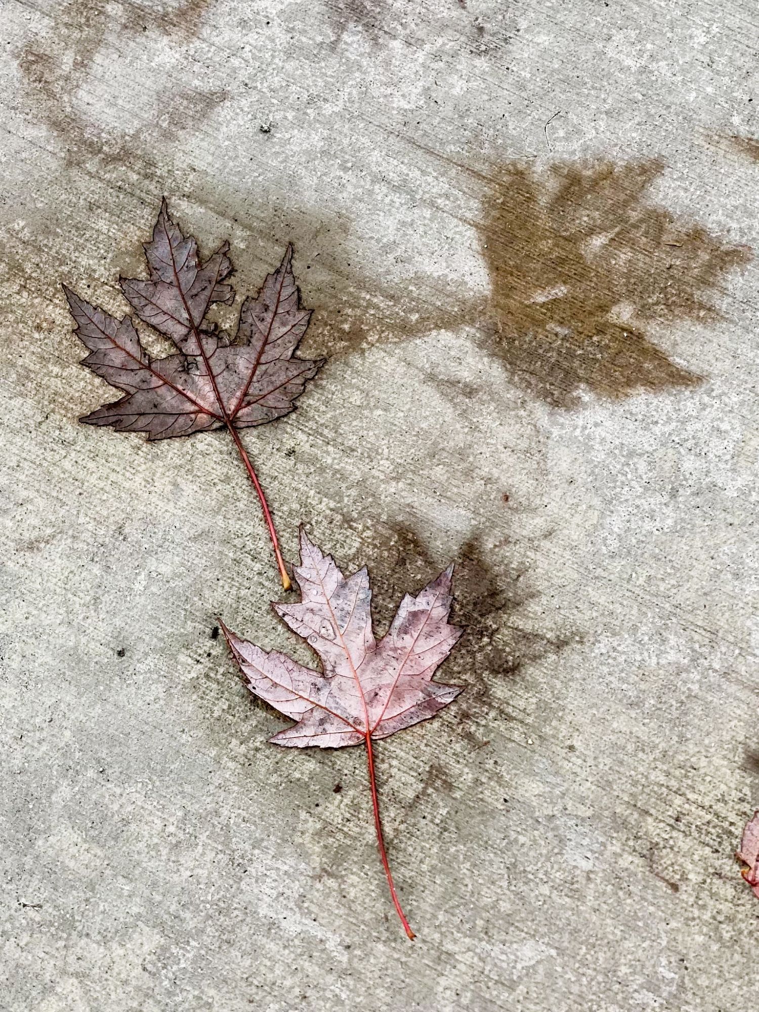 Two maple leaves on tarmac in different stages of decay that have begun to leave an imprint, such as is shown by what might be considered a ghost image of a third leaf that is no longer there.