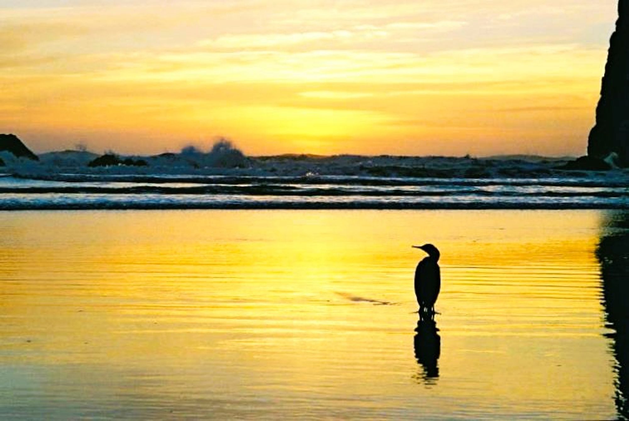 A bright yellow sky is reflected on the wet sand at low tide, the two separated by a strip of dark waves and white surf across the middle. A silhouette of a bird standing centre right has its head turned to the left.