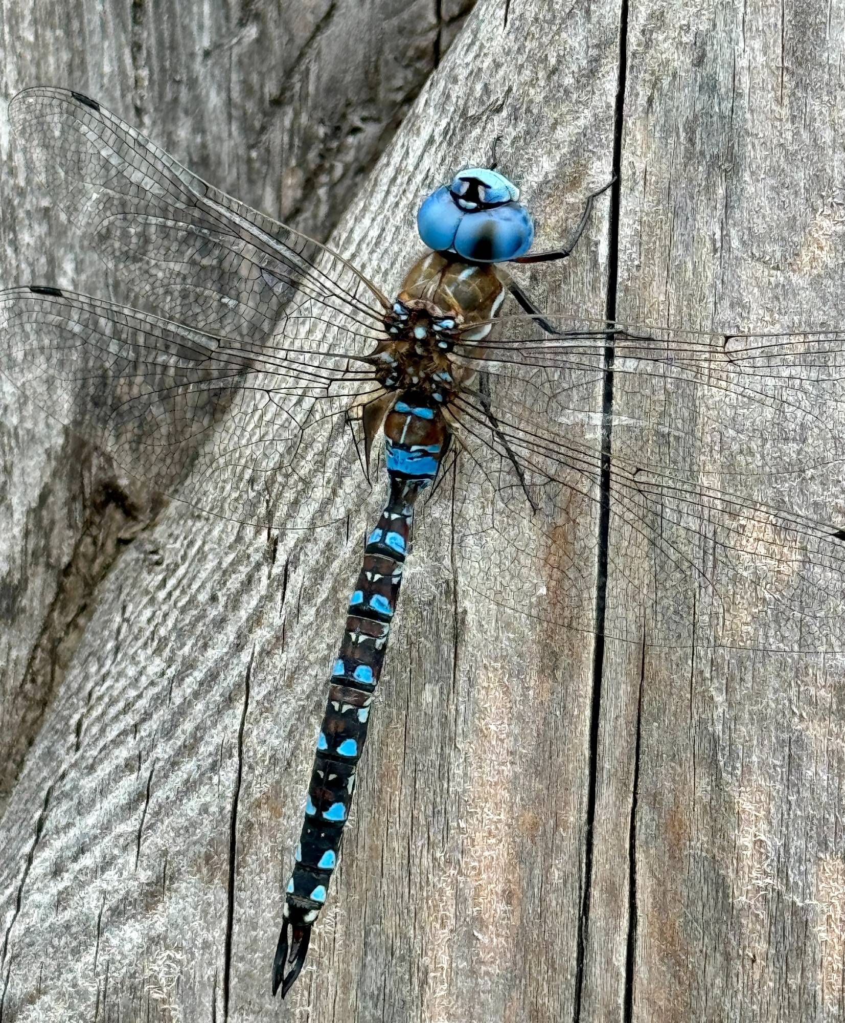 A beautiful blue grasshopper with ethereal wings spread resting on a wooden carving.