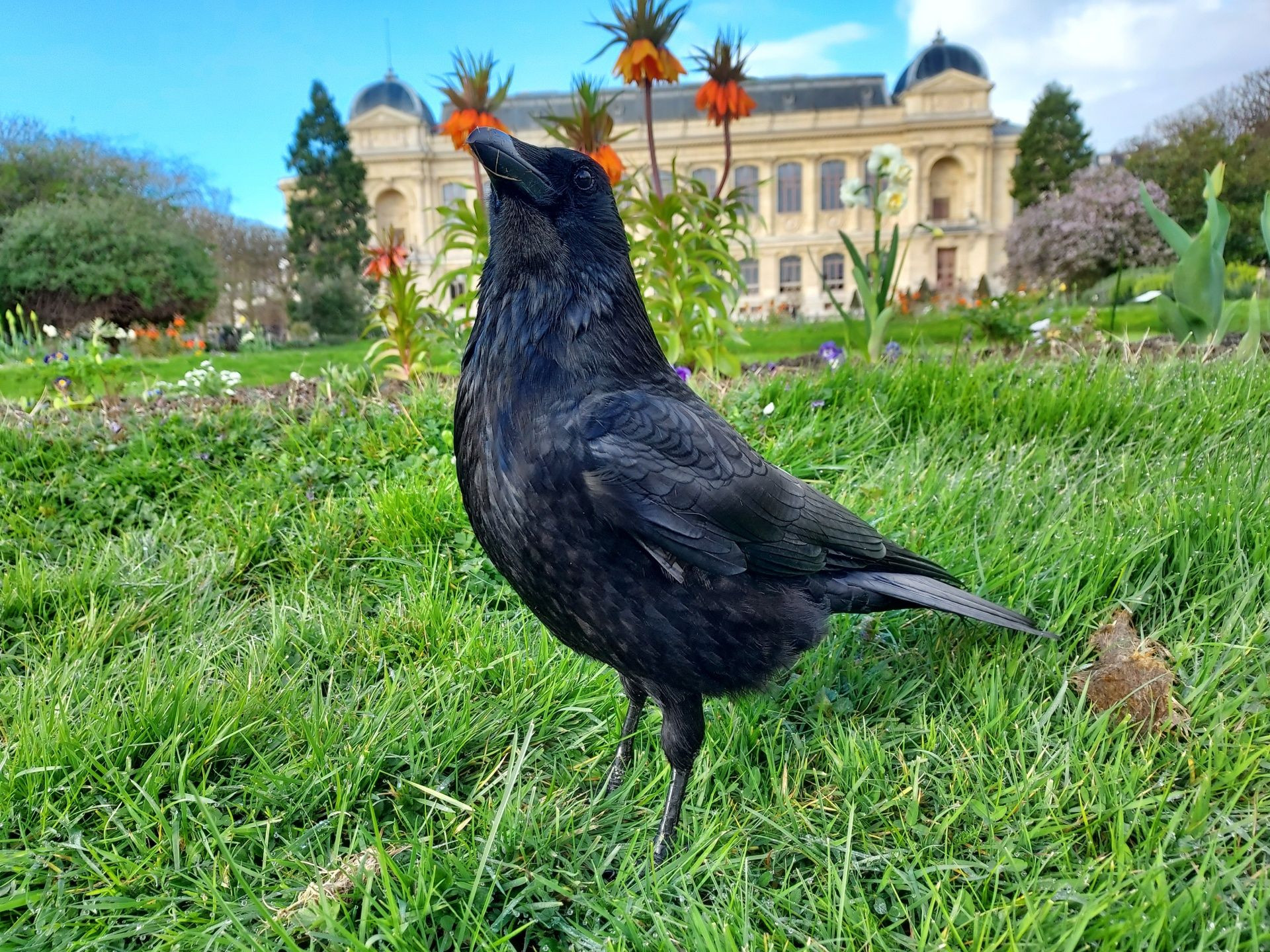 Photograph of a Carrion crow (Corvus corone) standing proudly in grass right in front of the photographer. Behind the bird there is a bed of blossoming colorful flowers, and a large historical building is visible in the background.