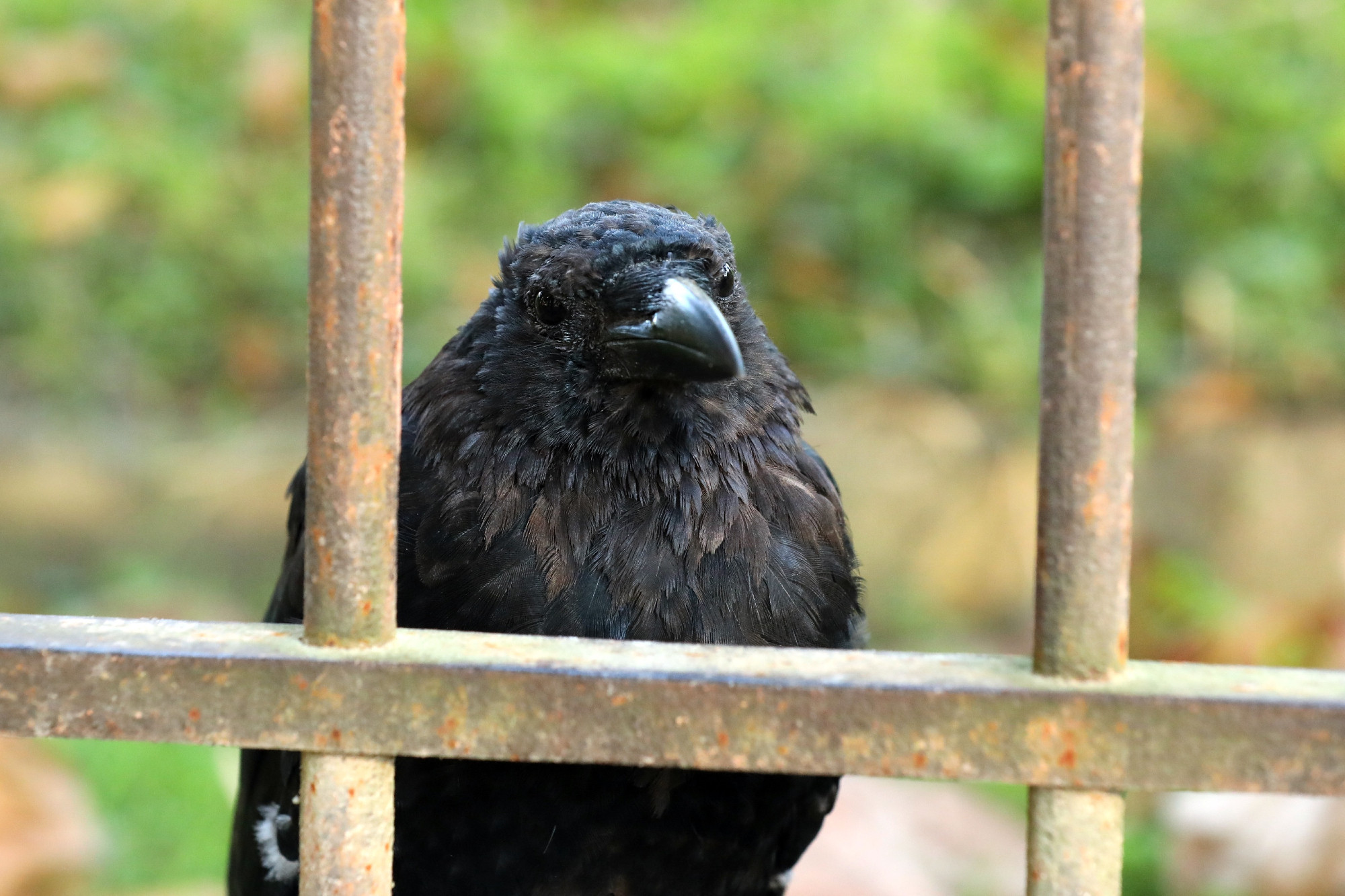 Photograph of a carrion crow sitting behind a metal gate that looks like prison bars