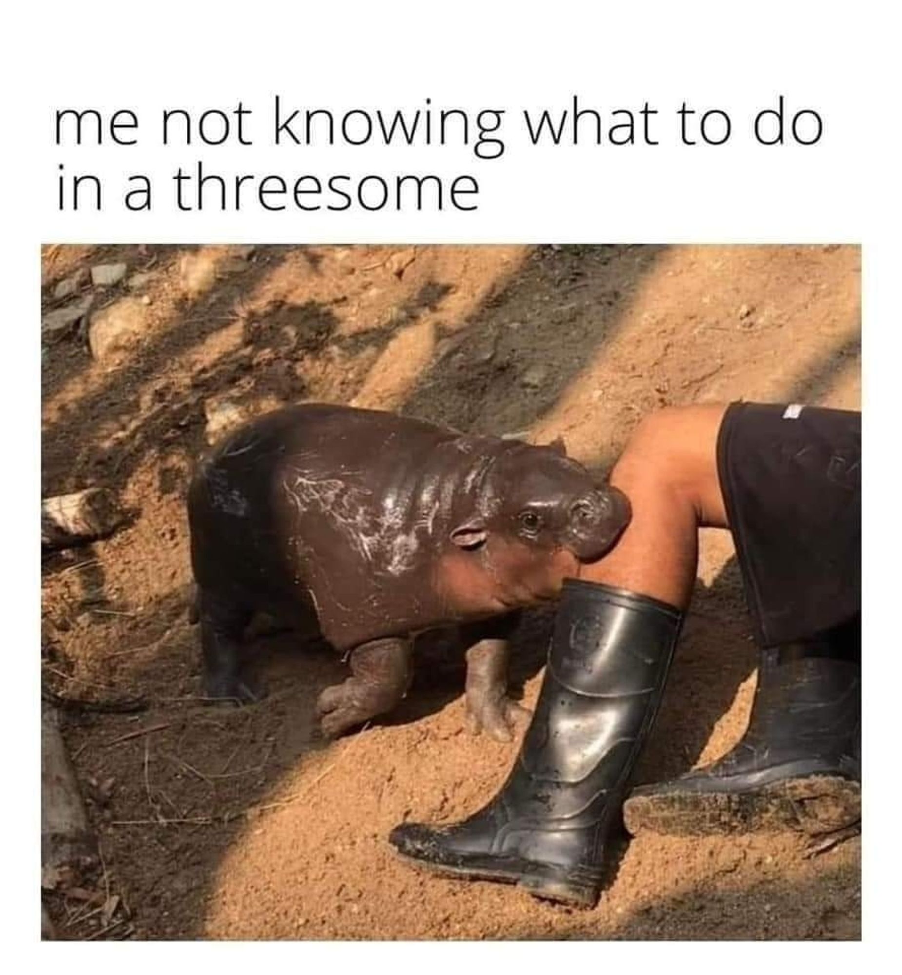 Viral sensation pygmy hippo Moo Deng biting her keeper on the knee. Again.