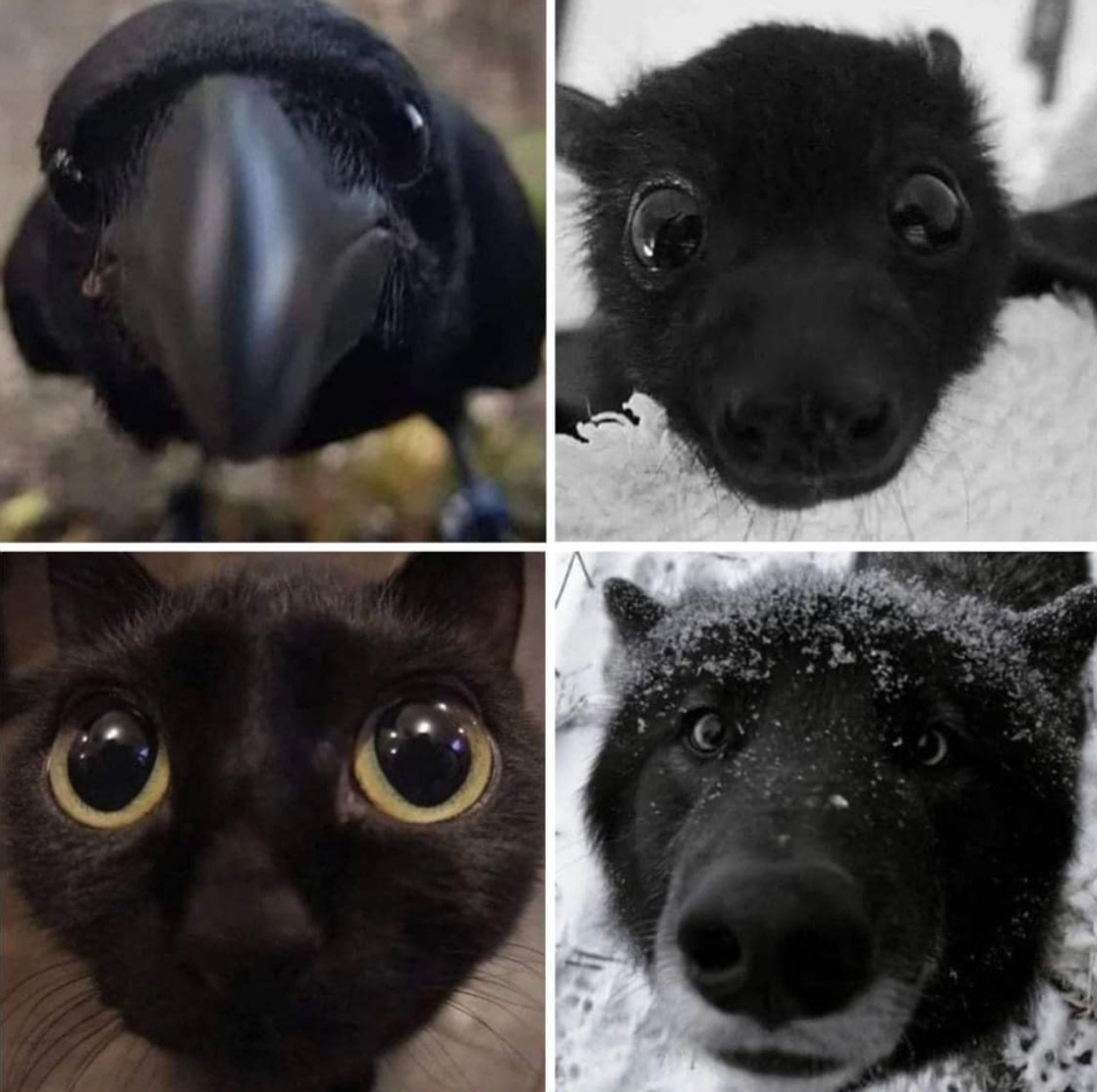 A quartet of close-up animal photos, with noses presented for booping. A raven, a bat, a black cat and a black wolf.