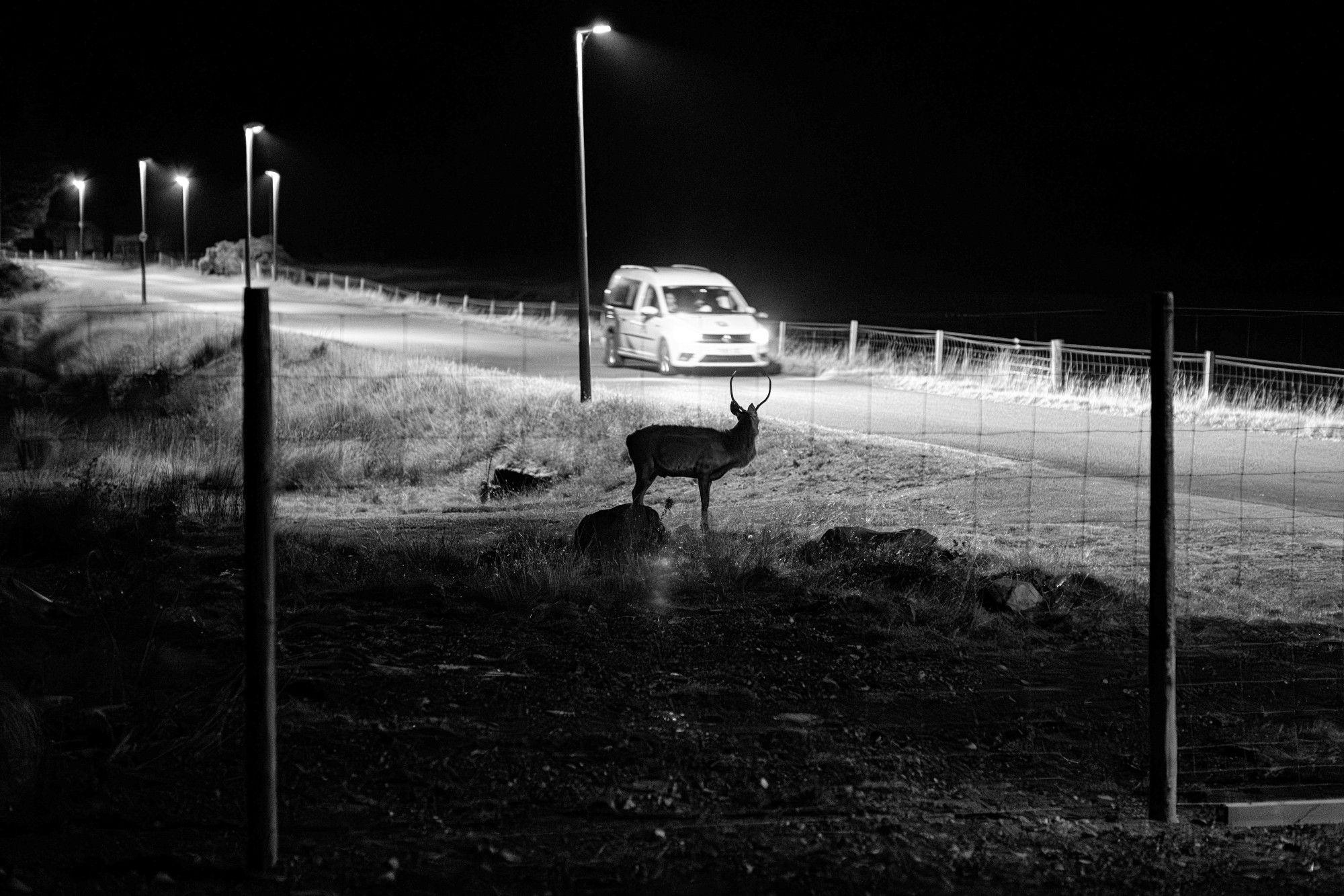 A black and white photo taken at 3am A roaring stag turns to look at a taxi as it drives through the small village of Annat. Torridon, Wester Ross, Scottish Highlands.

Photo by and Copyright of Paul Henni.