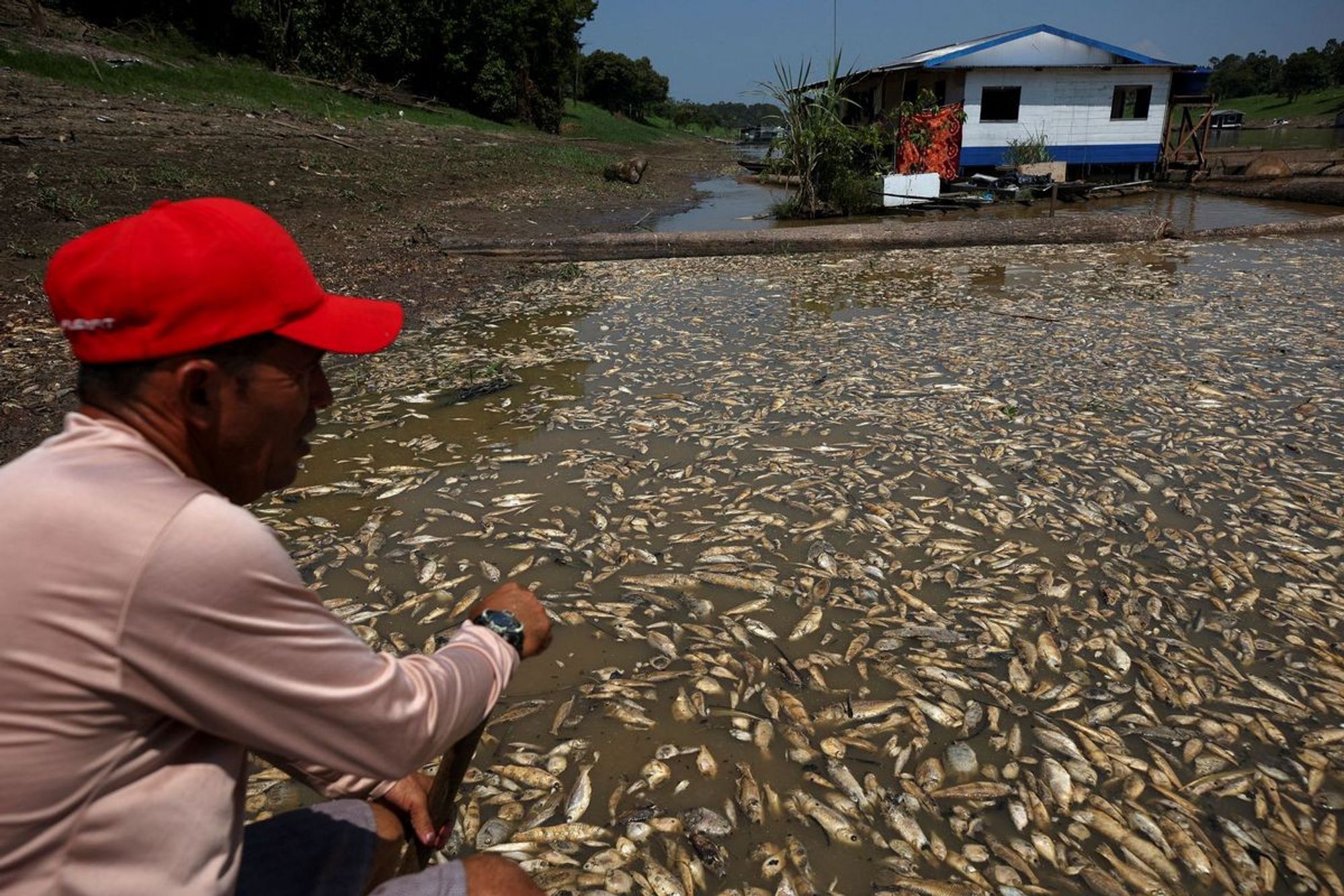 Tote Fische im Rio Negro Amazonas