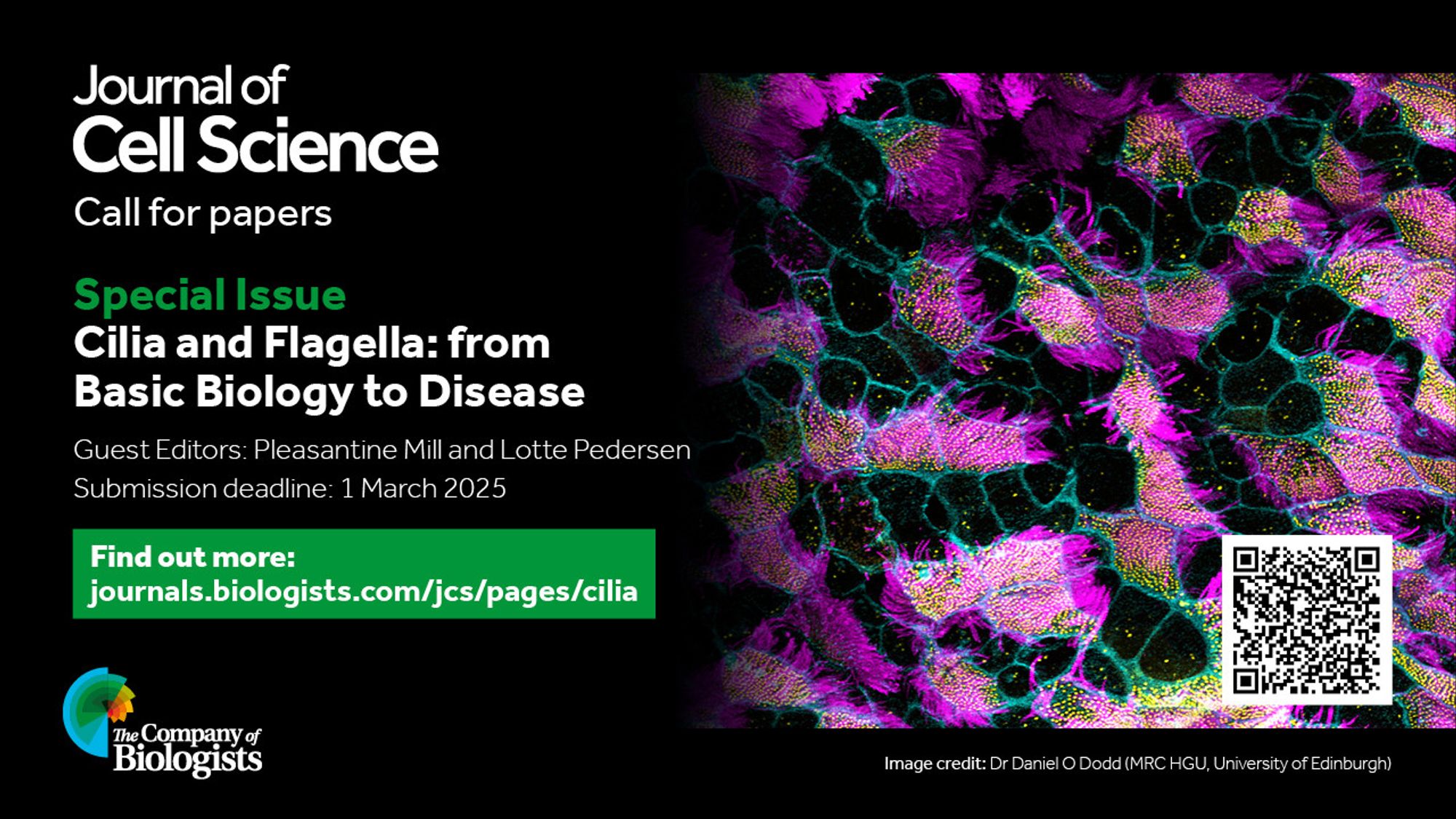 Flyer for the JCS special edition with a confocal image of wild-type mouse tracheal epithelial cells marked by cilia (magenta), centrioles (yellow) and cell boundaries (cyan).