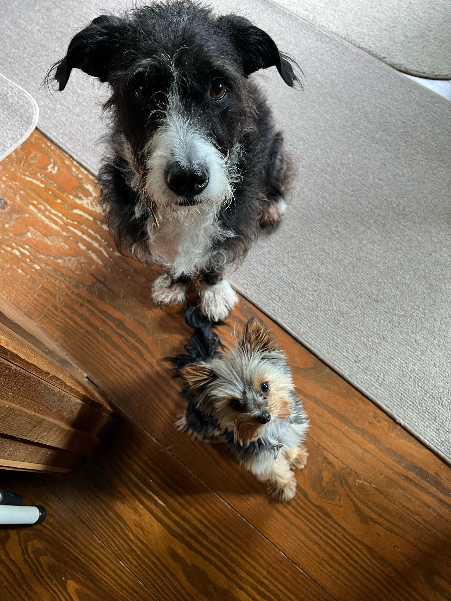 Black and white small dog and even smaller tea cup Yorkie putting patiently waiting for treats.