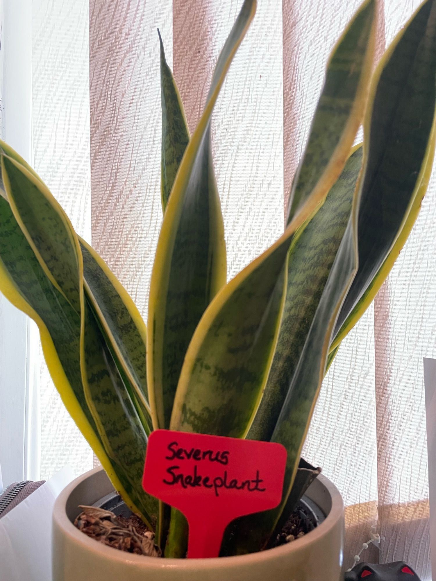 Snake plant labelled “Severus snakeplant”