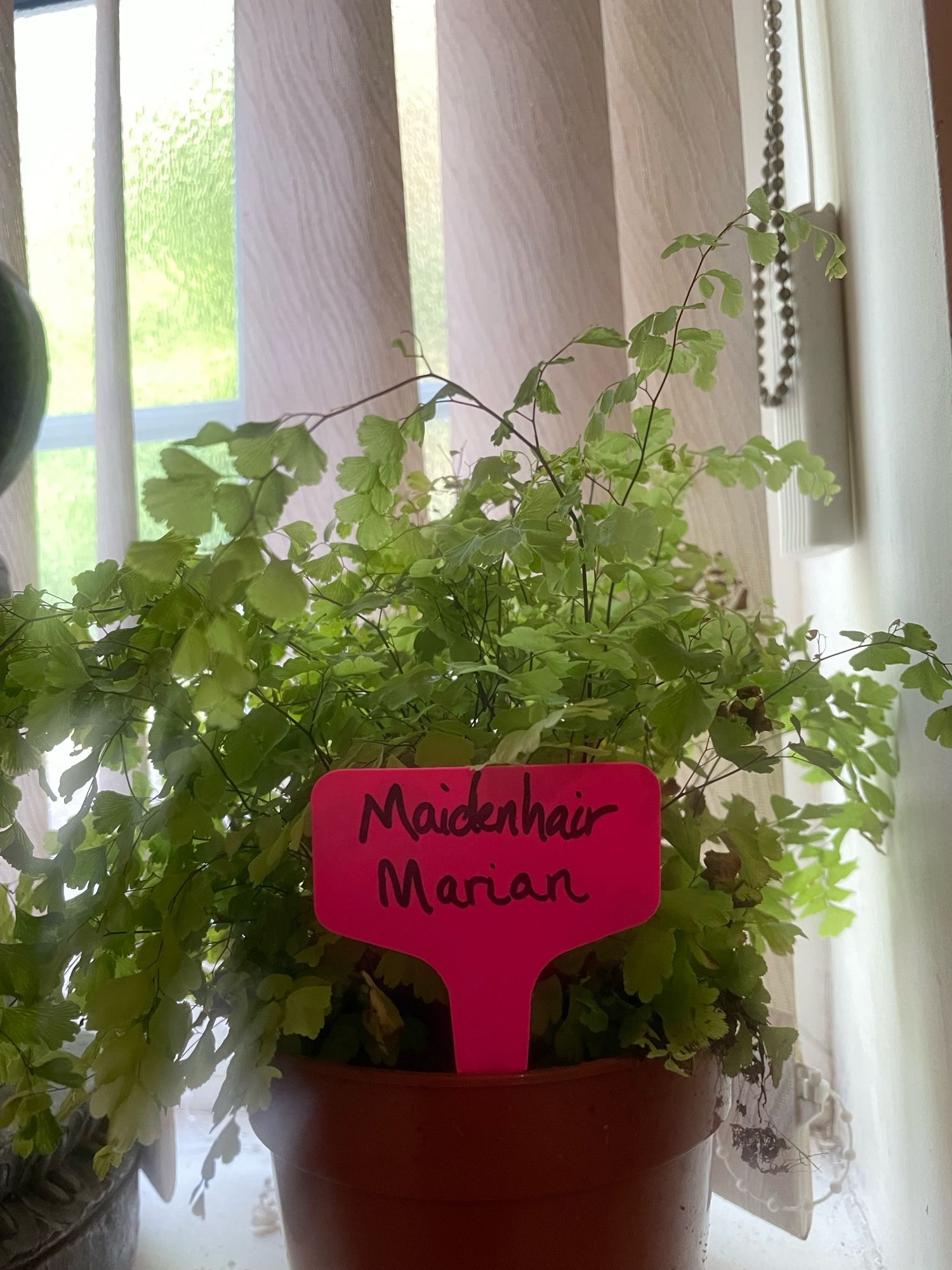 Maidenhair fern labelled “Maidenhair Marian”