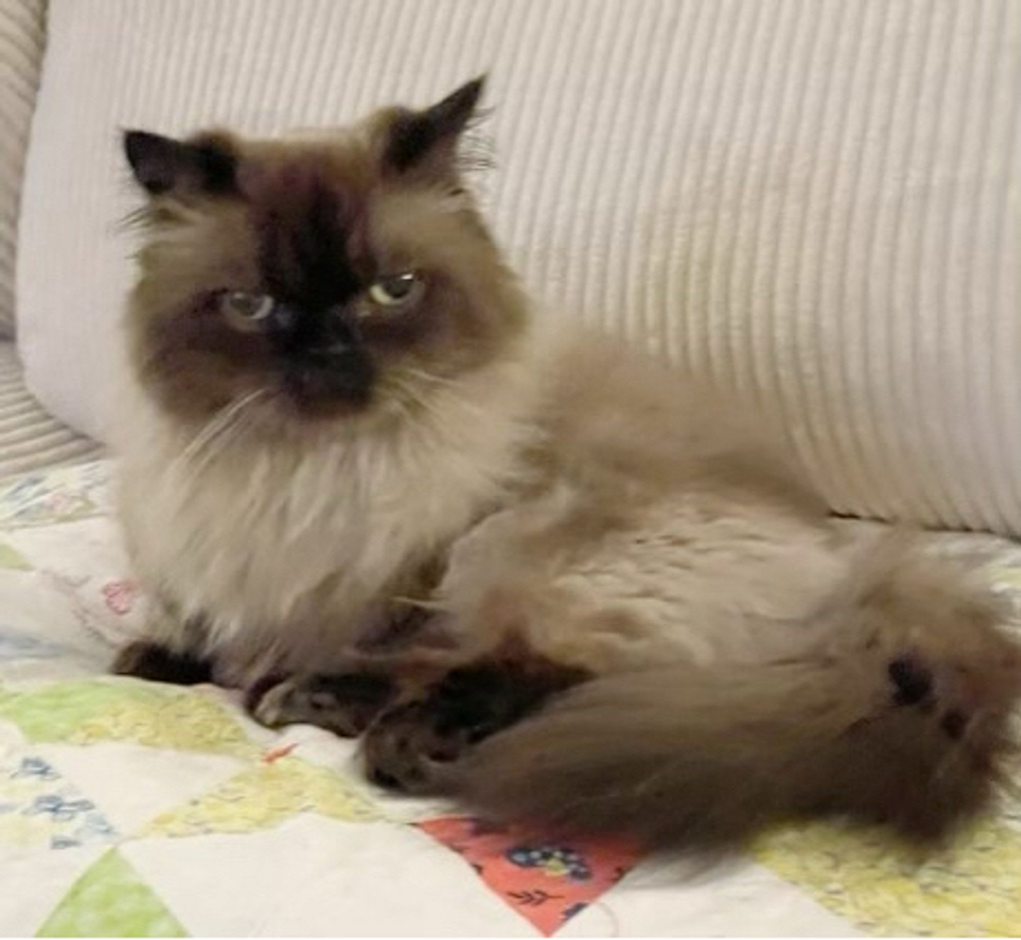 Cute munchkin cat looking at the camera