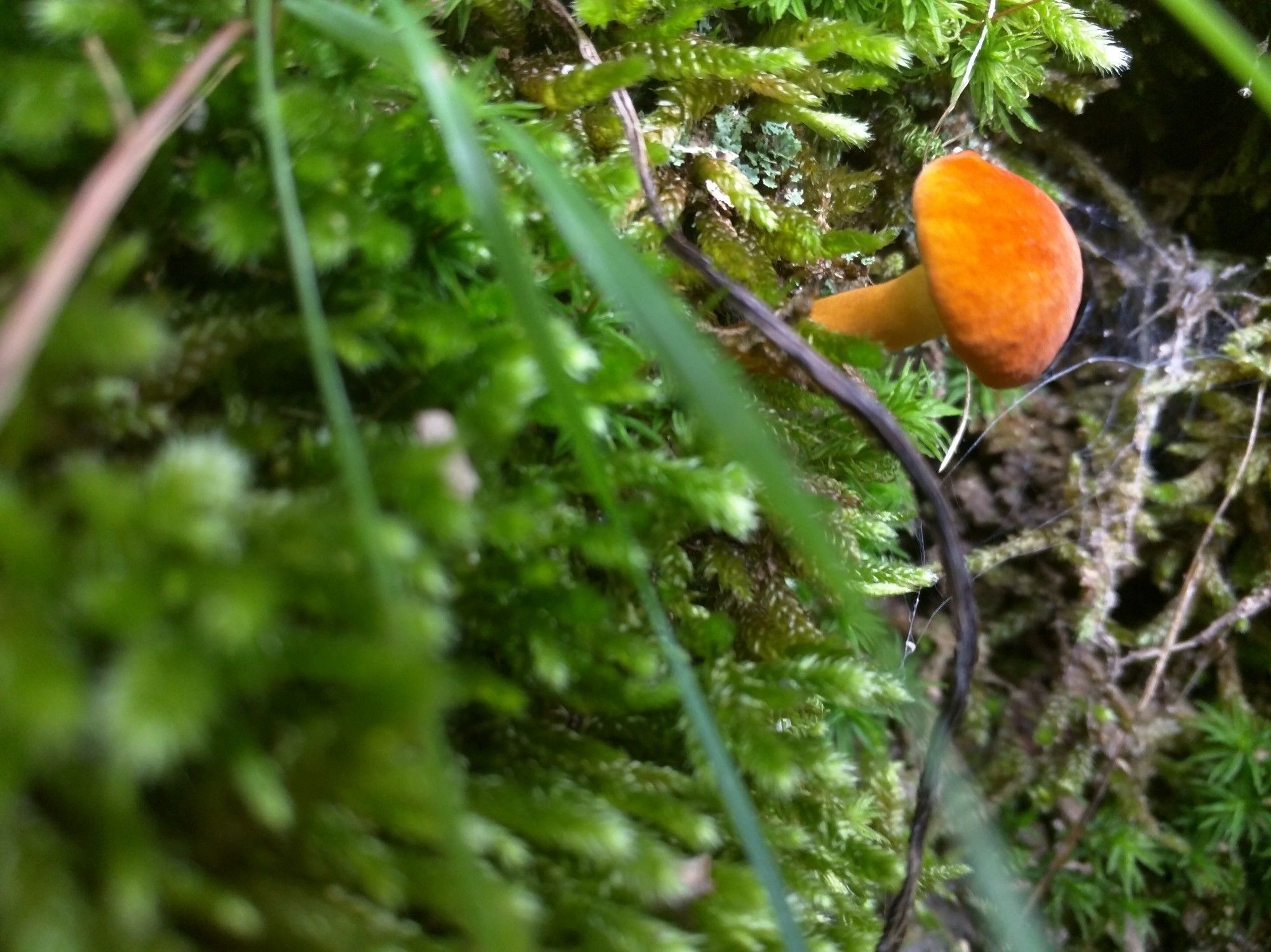 Photo taken in Edgewater MD, USA in August of 2016, depicting a small orange mushroom in a thicket of moss.