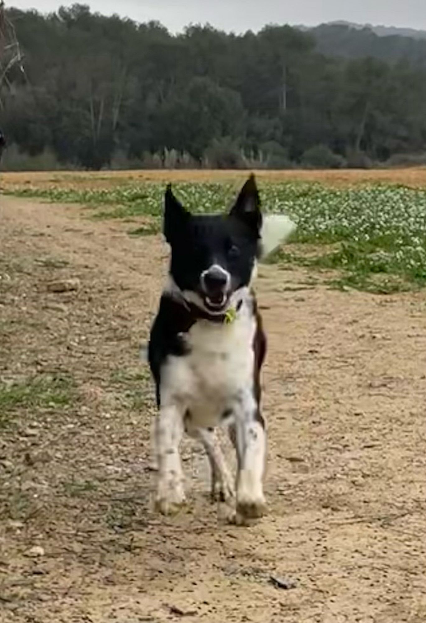 Tod a small black and white collie dog is running towards the camera on a field side path. He looks happy to see the person taking the photo who has surprised him and his ears and tail are up and moth open in a “smile” as he runs.