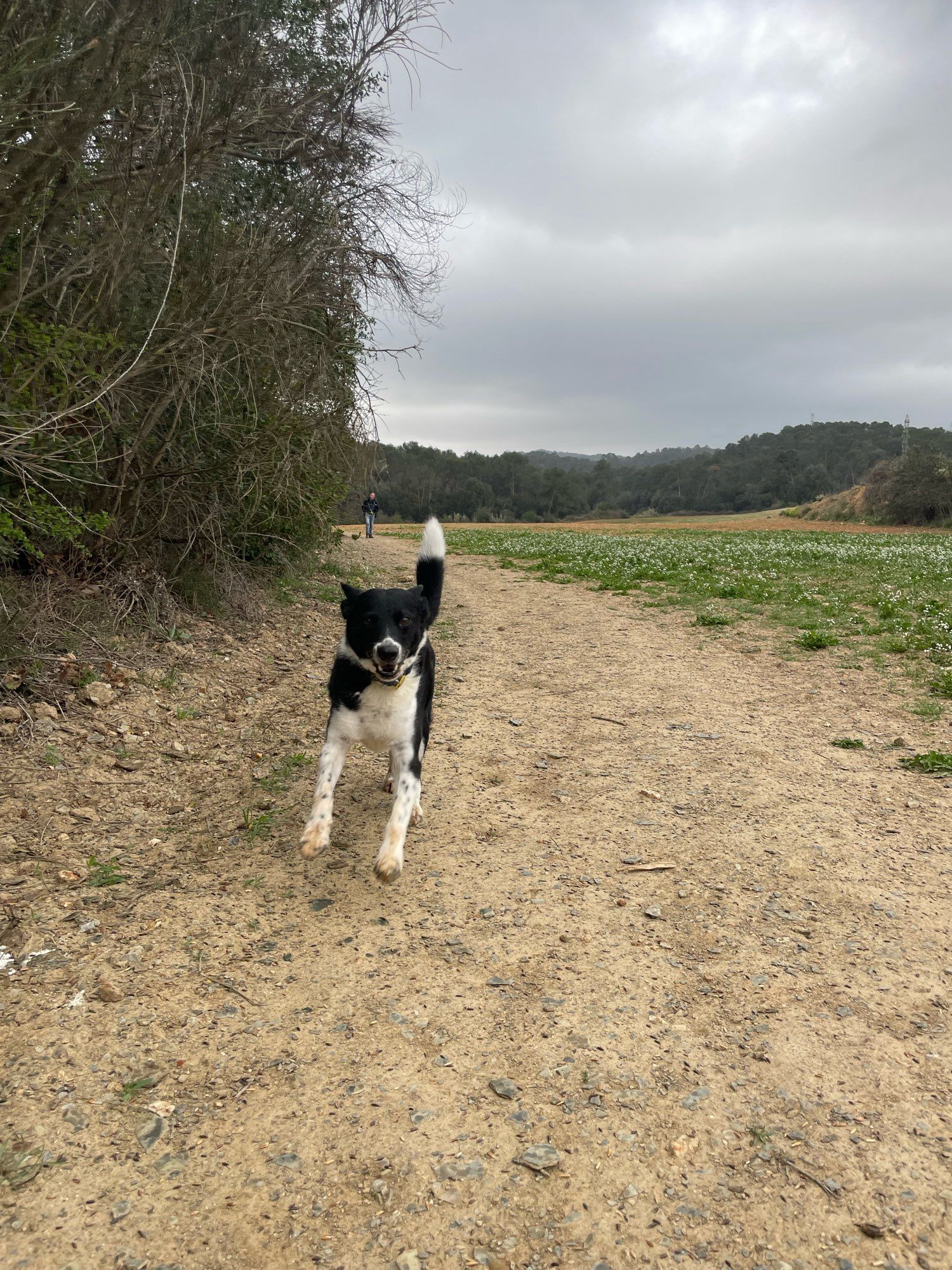 Same shot- different angle. Tod a small black and white collie dog is running towards the camera on a field side path. He is happy to see the person taking the photo who has surprised him and his ears and tail are up and moth open in a “smile” as he runs.