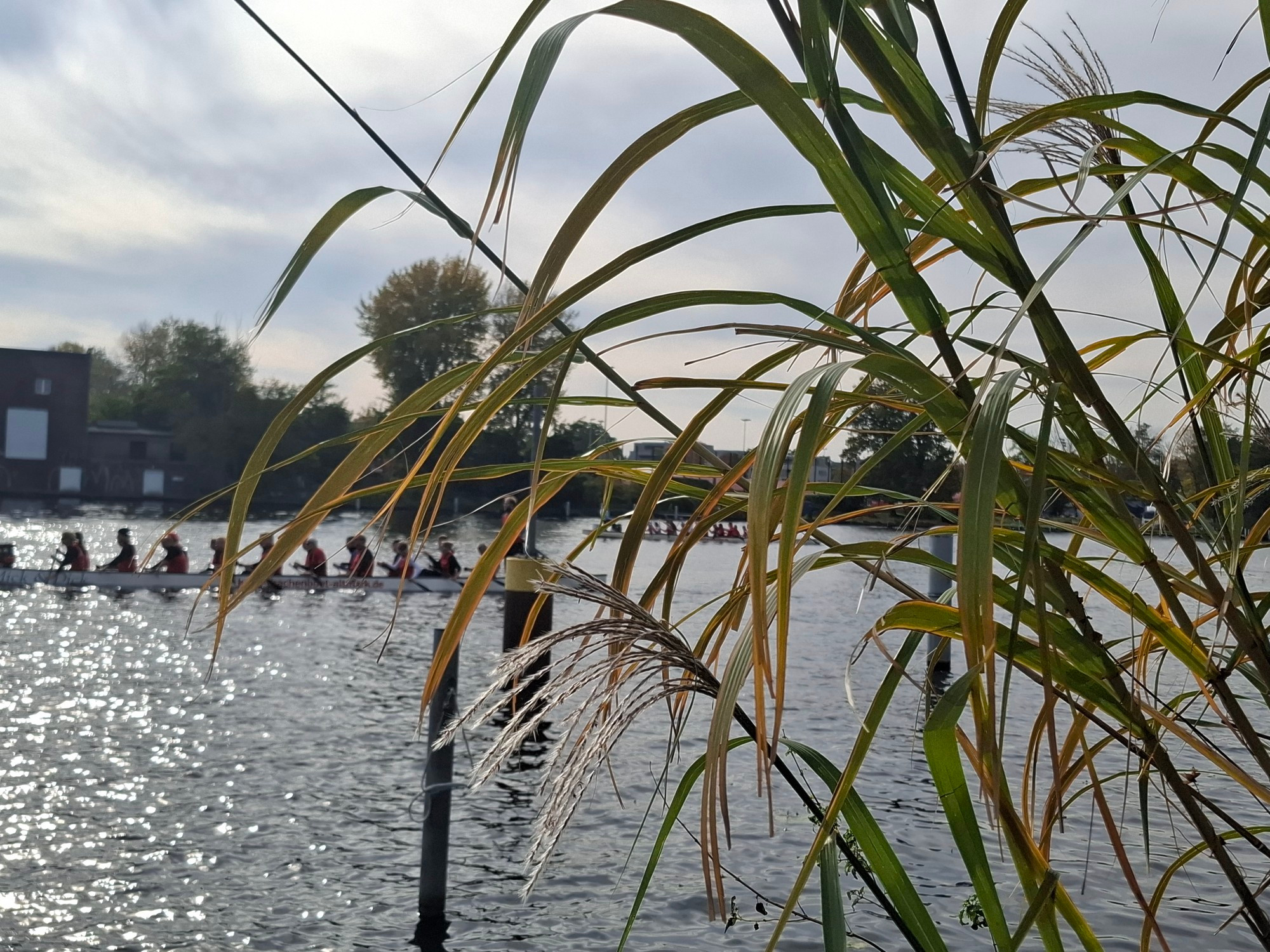 Die Spree.
Ein Drachenboot.
Schilf.