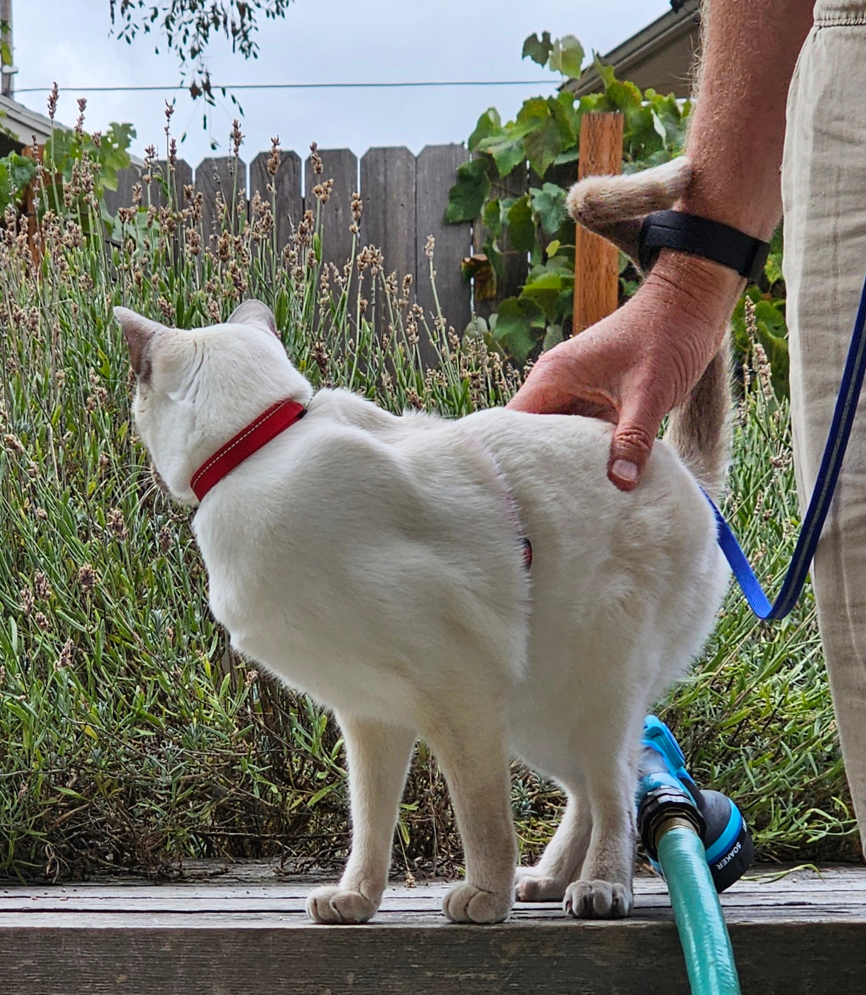 Chai the Siamese cat stands on a garden bench. He is wearing a harness.