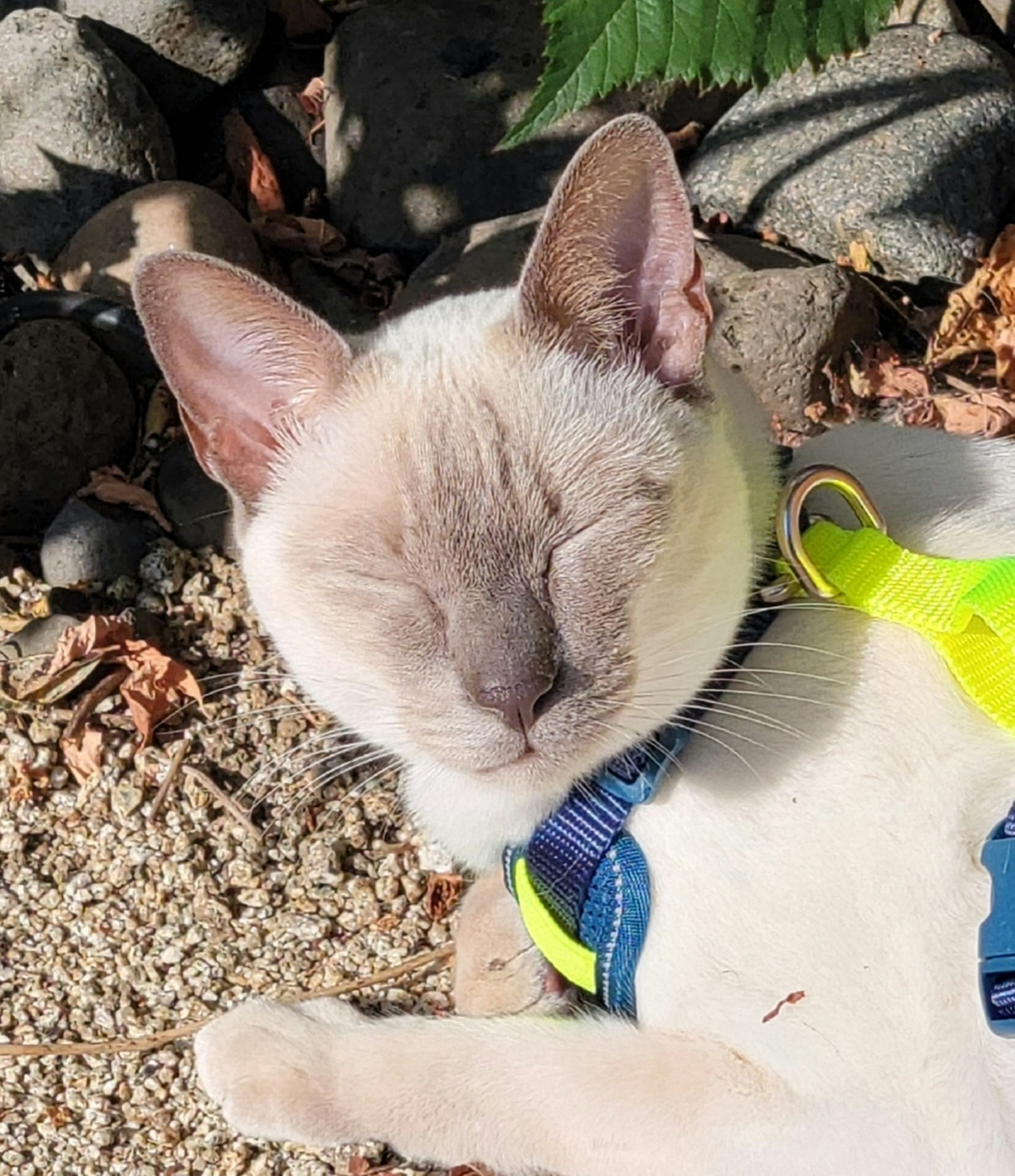 Chai the Siamese cat closes his eyes in the sun. He is wearing a harness.