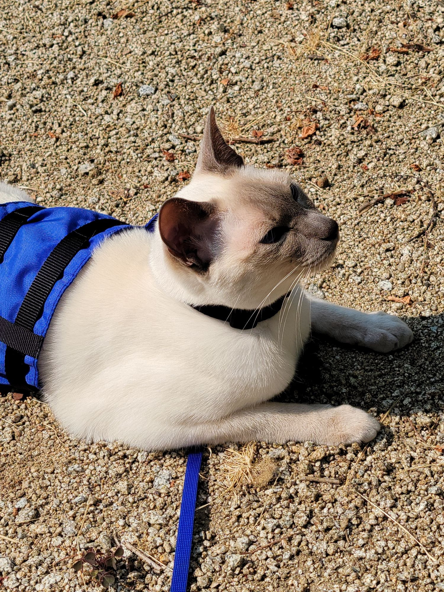 Chai the Siamese in a harness