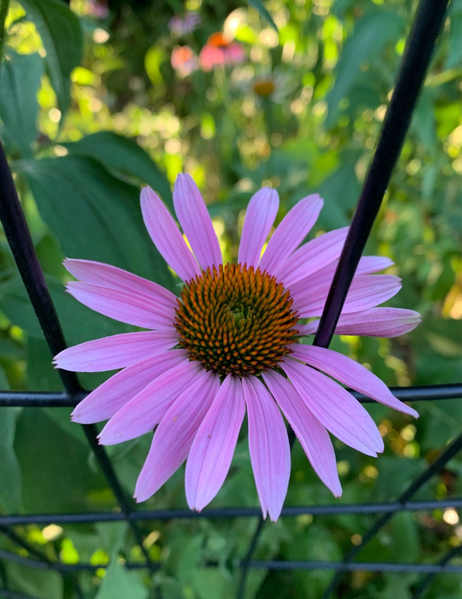 A purple flower growing through a metal fence