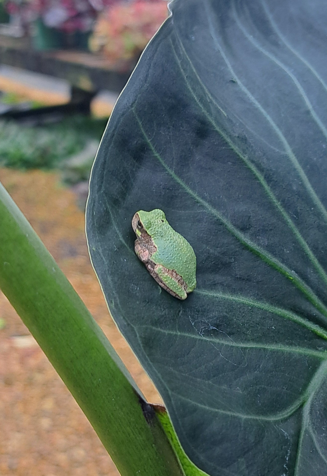 Small green and gray frog on large alocasia leaf