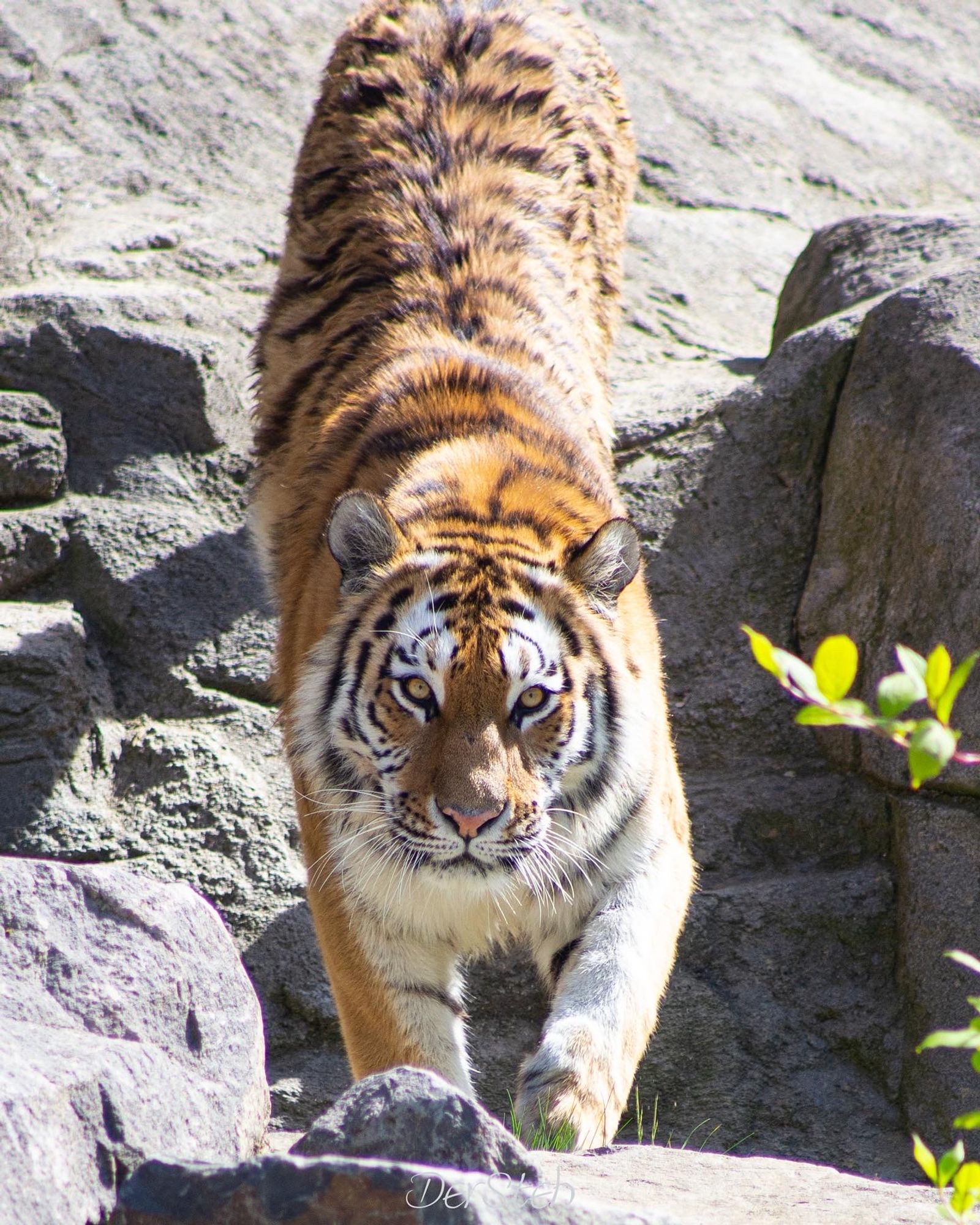 Tiger schaut in Kamera (c)derSteh