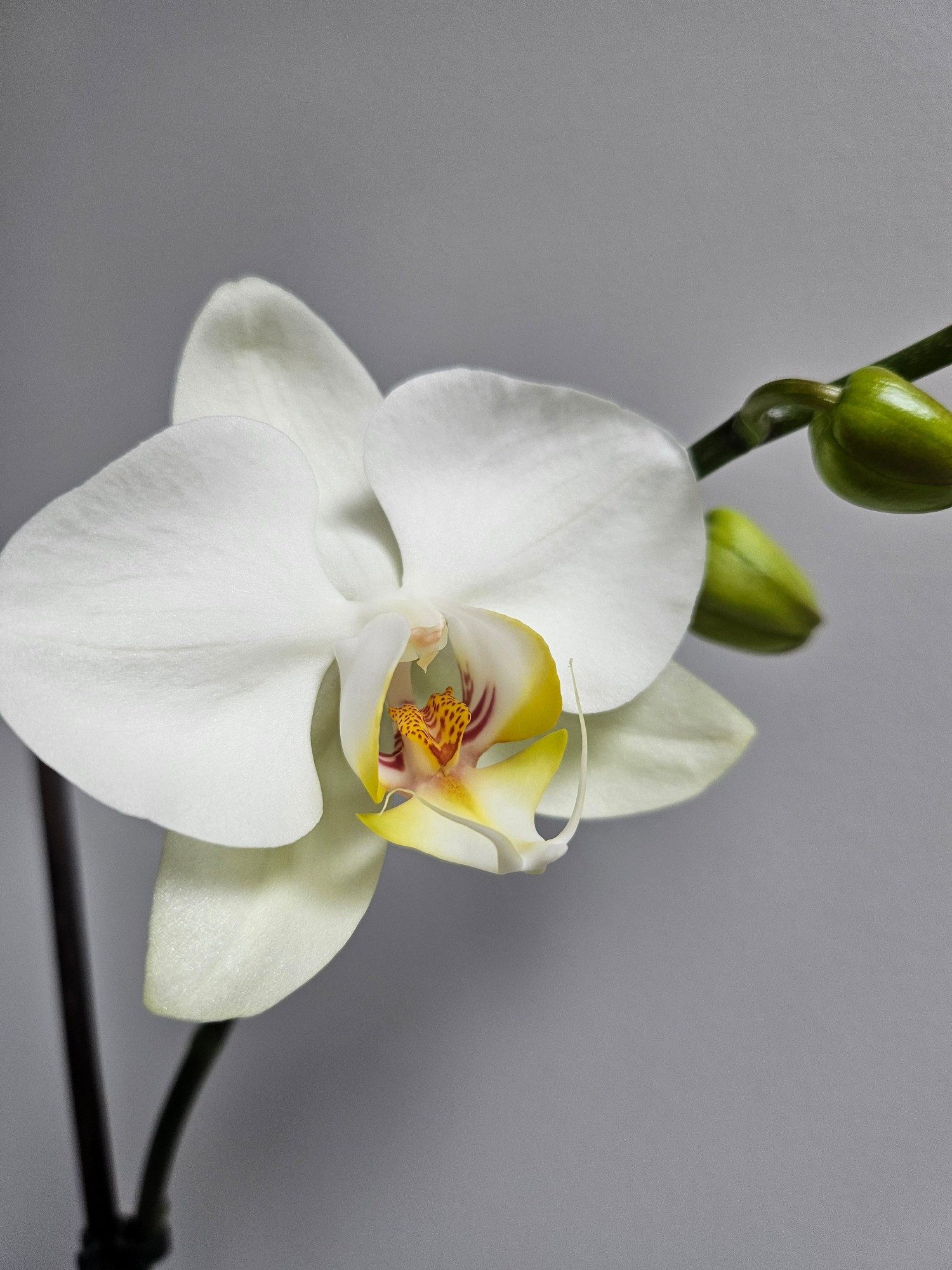 A close up photograph of a white orchid blossom with a yellow and pink centre. There are a number of bulging buds behind it that are bursting to bloom.