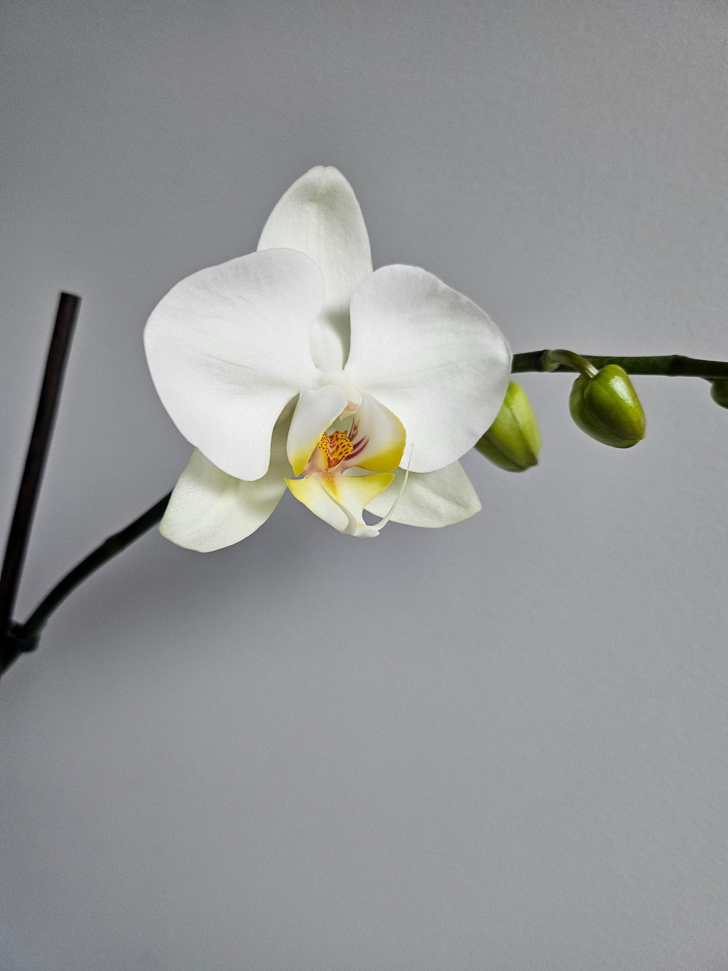 The same white orchid blossom but further away with more of the stem on show