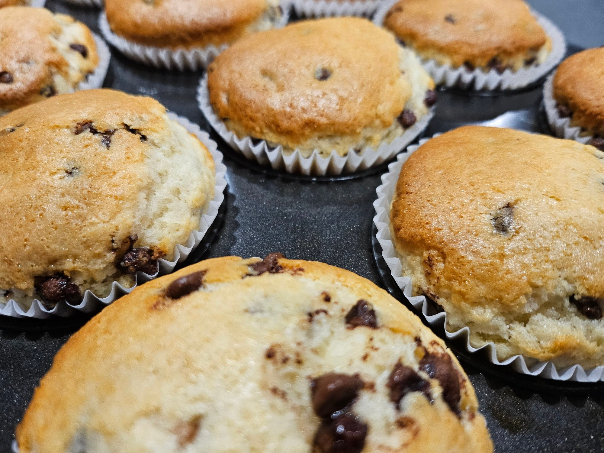 A close up photo of a tray of freshly baked chocolate chip muffins in white muffin pans. The tops are golden brown, the chocolate chips are gooey and they look very soft.